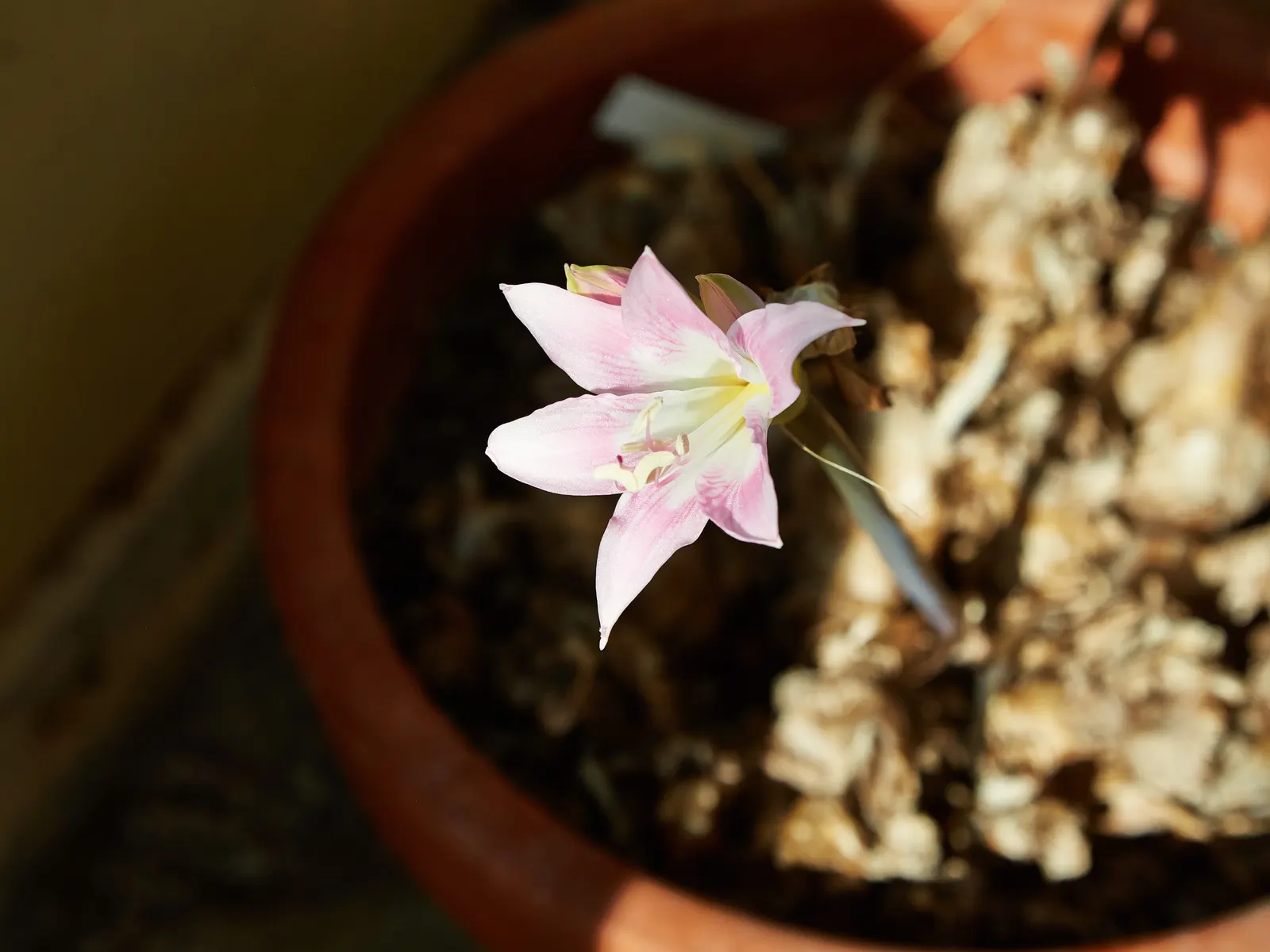Naked Lady, Belladonna Lily (Amaryllis Belladonna) — with each bulb being set 8 to 12 inches apart and at a depth of 5 to 6 inches; mediterranean feel to the