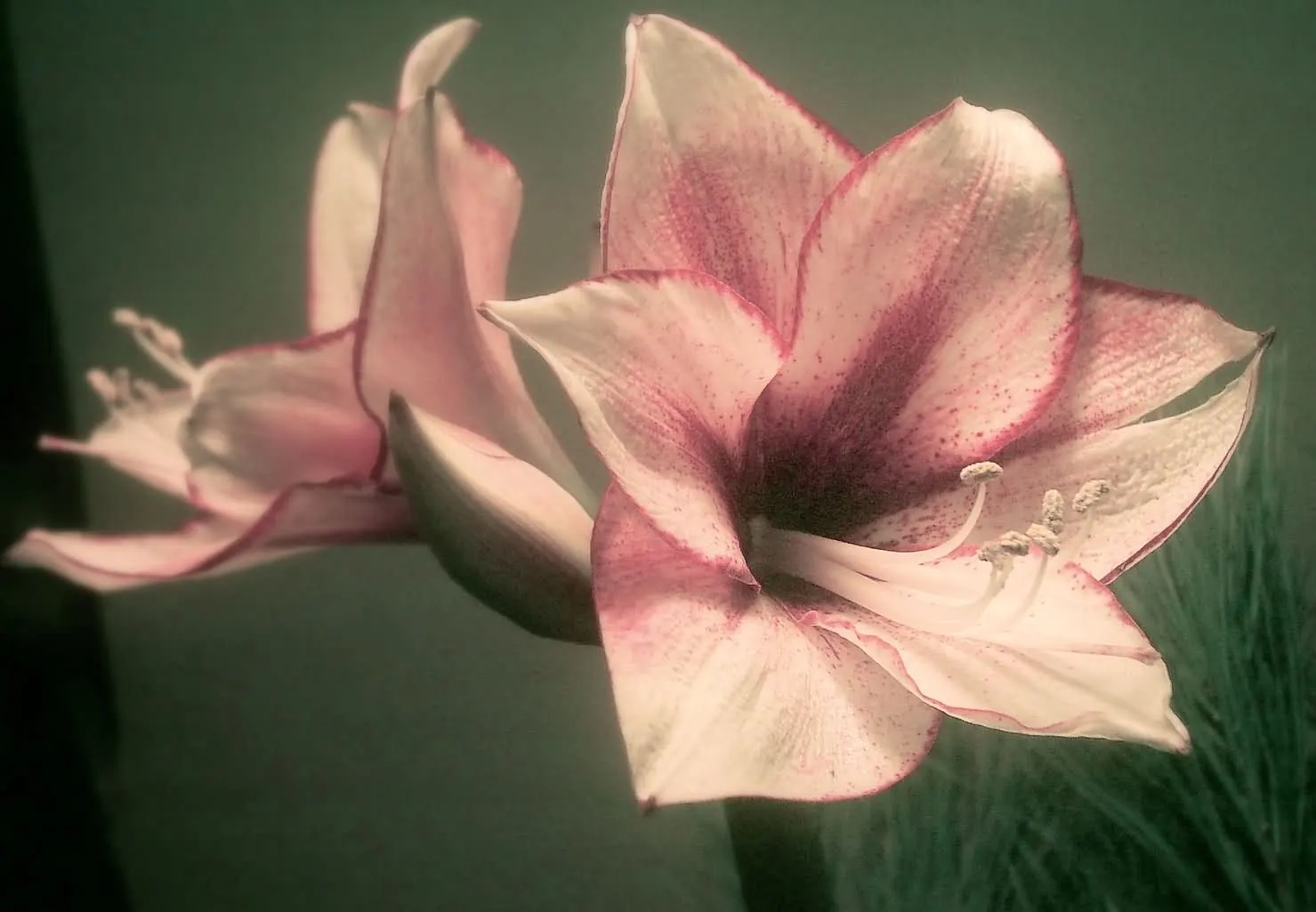 Naked Lady, Belladonna Lily (Amaryllis Belladonna) — pale pink to a more intense magenta; this plant thrives in U.S