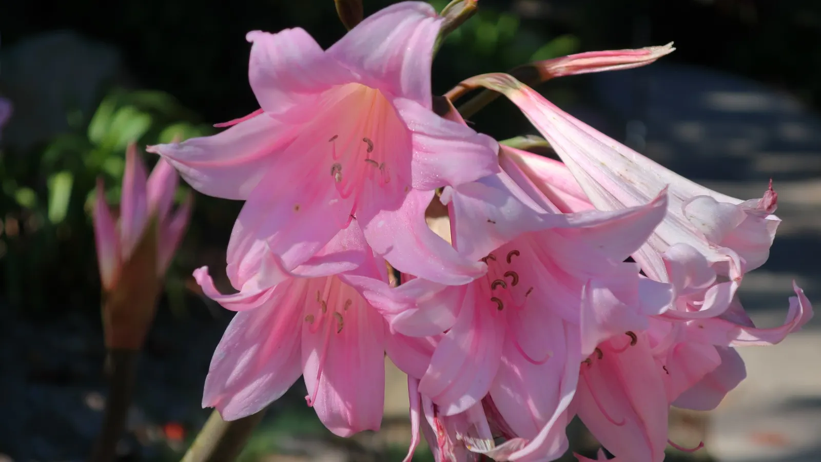 Naked Lady, Belladonna Lily (Amaryllis Belladonna) — The Amaryllis belladonna is hardy to USDA zones 7 through 10