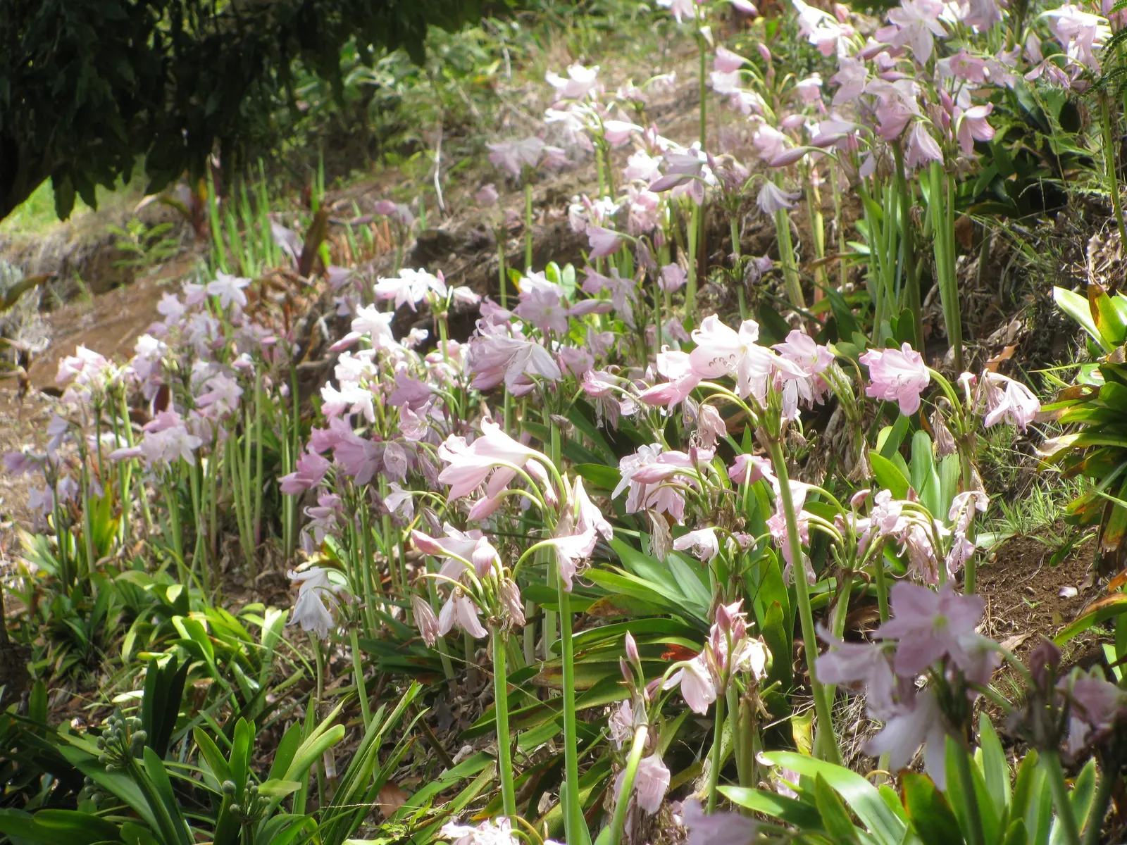 Naked Lady, Belladonna Lily (Amaryllis Belladonna) — It is vital to ensure that the upper part of the bulb is slightly exposed above the soil surface; this
