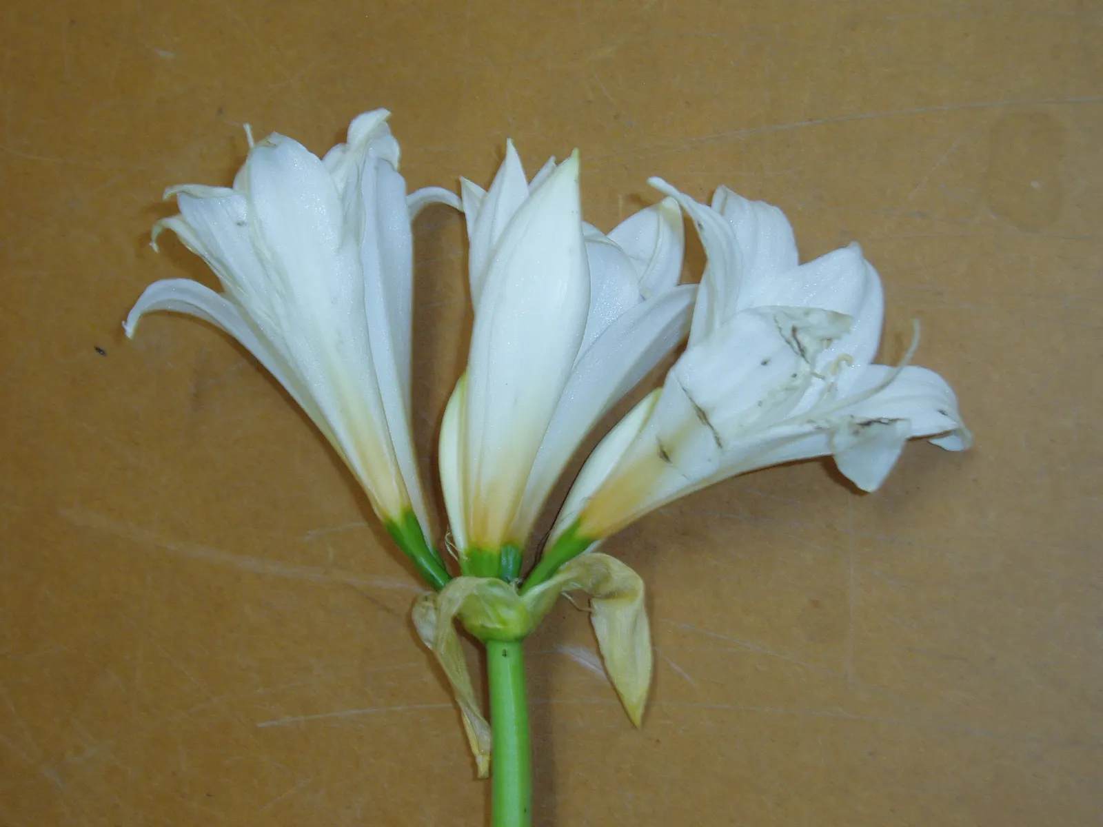 Naked Lady, Belladonna Lily (Amaryllis Belladonna) — Its late-summer bloom offers a striking display ideal for mixed borders; which can reach a, image 62