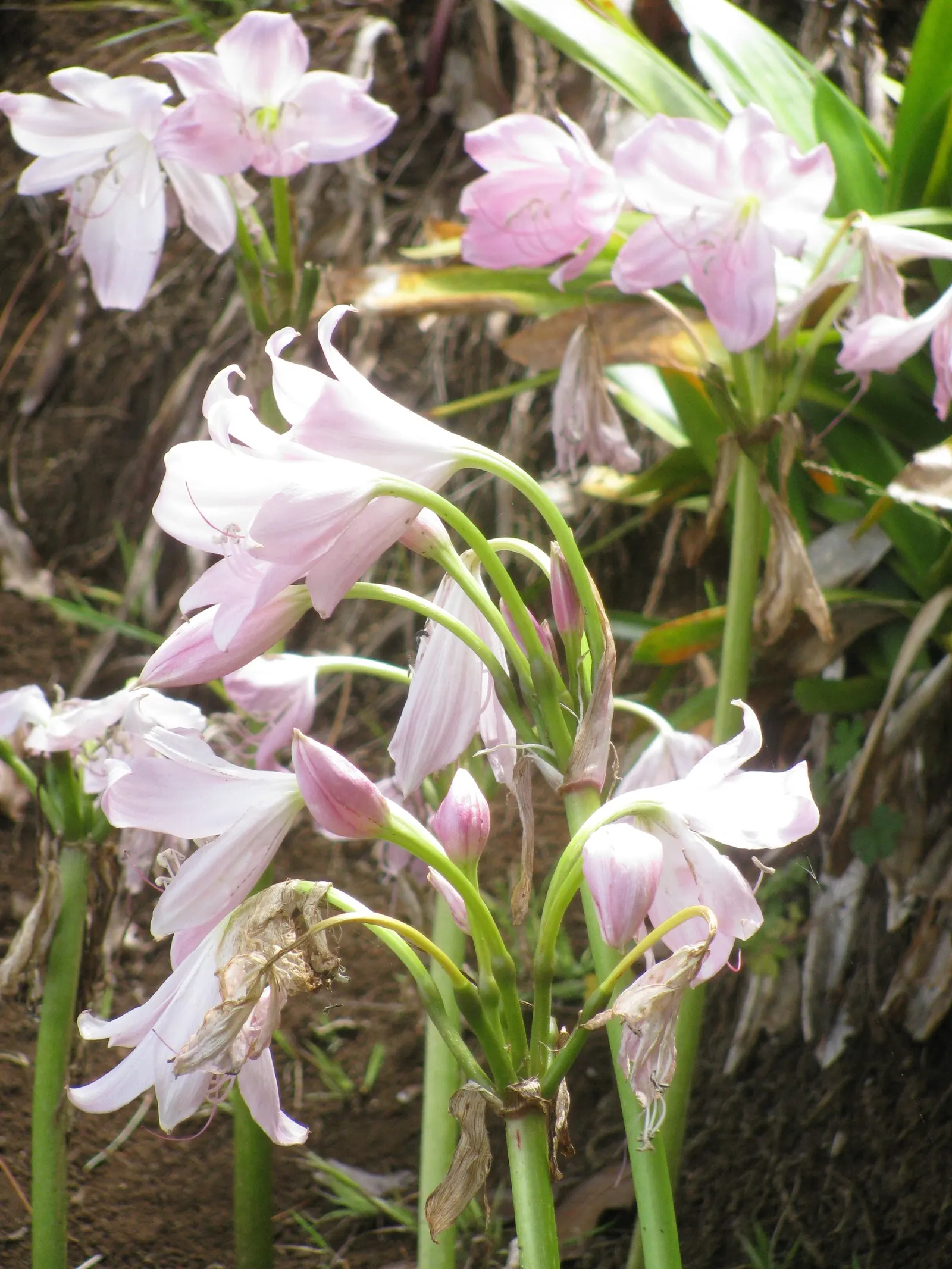 Naked Lady, Belladonna Lily (Amaryllis Belladonna) — zones 7-10, prefers well-drained soil, and full sun exposure