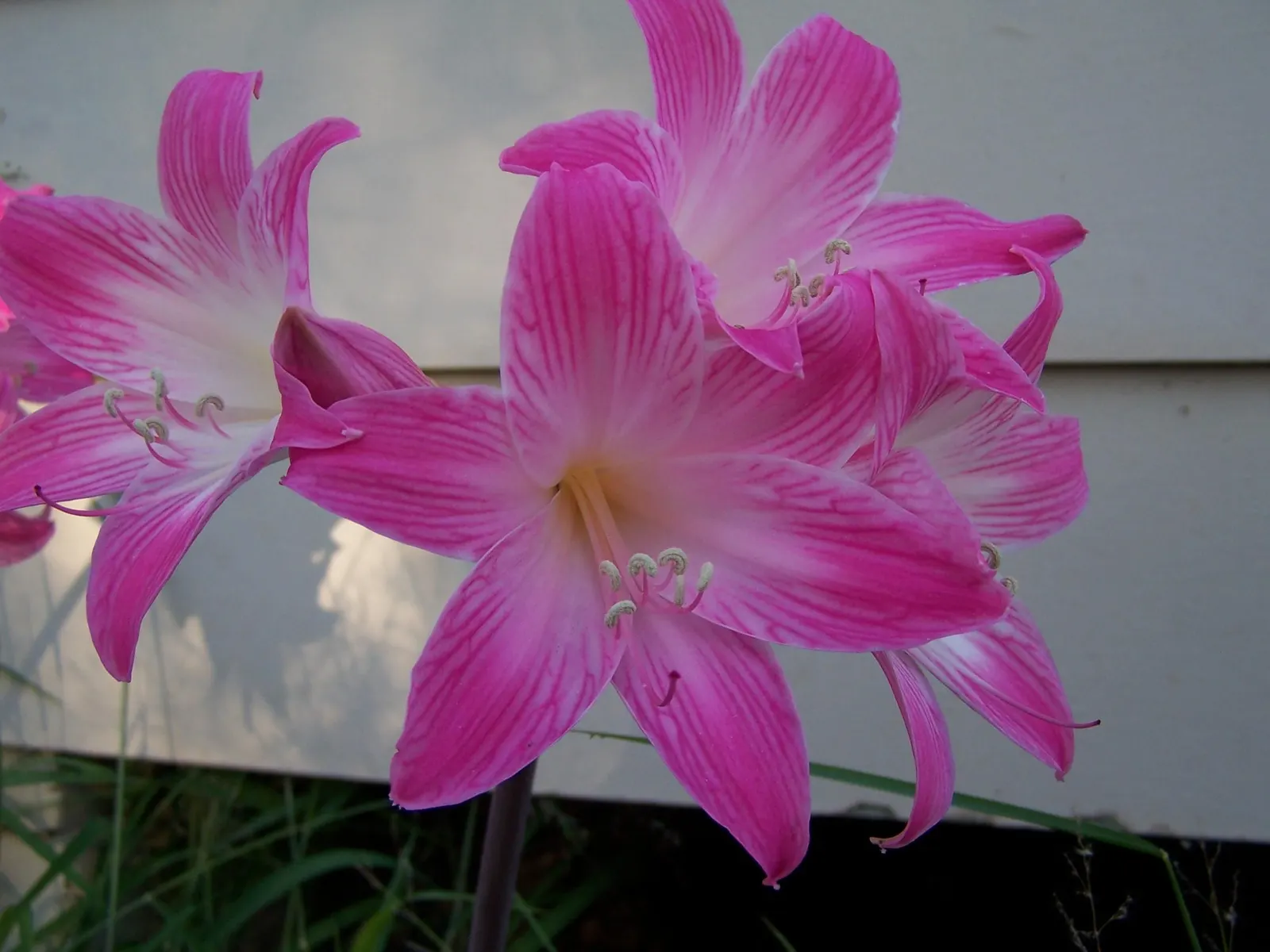 Naked Lady, Belladonna Lily (Amaryllis Belladonna) — which can reach a height of 18 to 24 inches