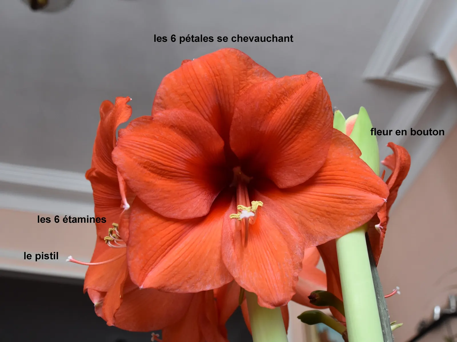 Naked Lady, Belladonna Lily (Amaryllis Belladonna) — which can reach a height of 18 to 24 inches; or as a stand-alone specimen