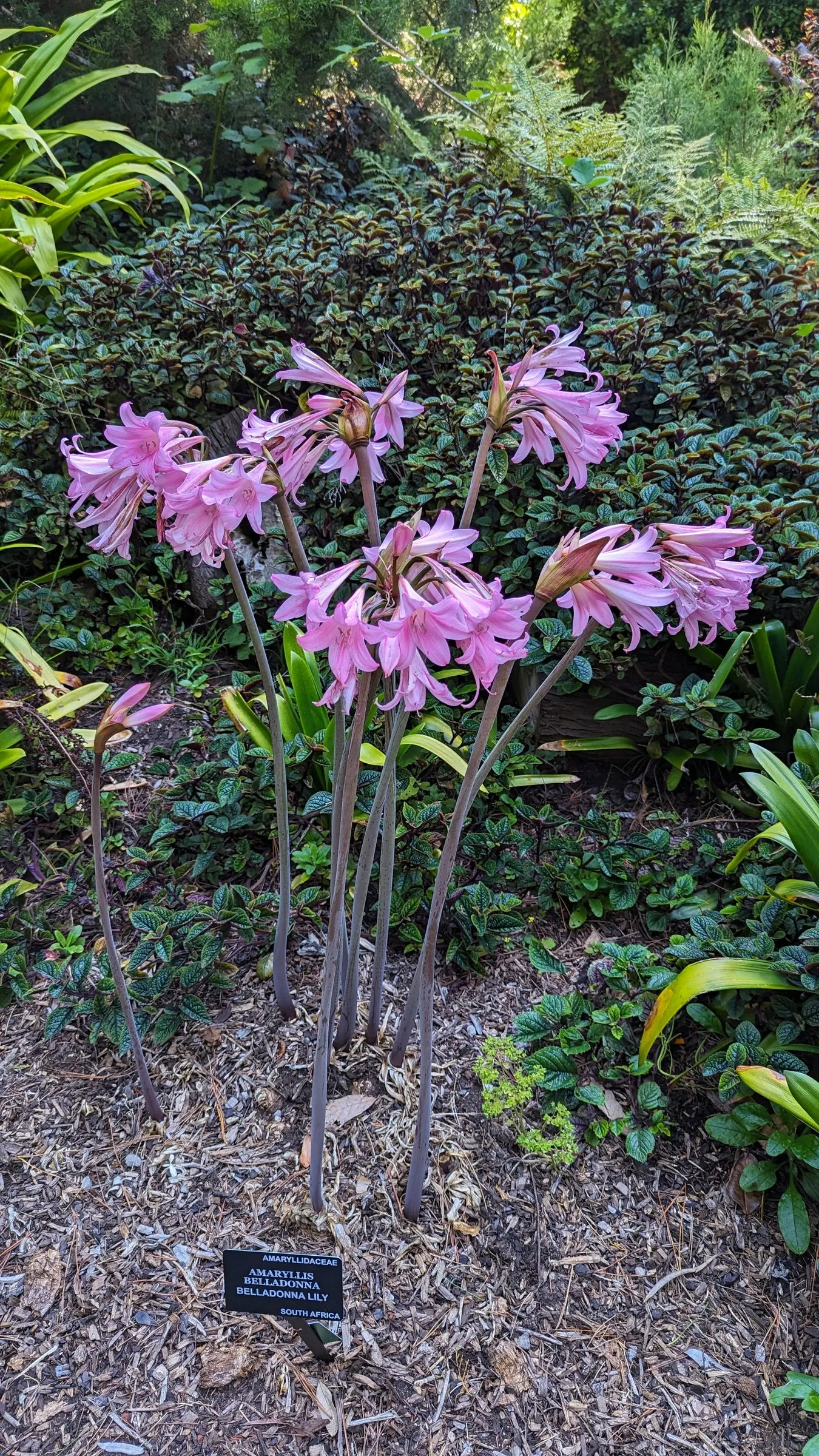 Naked Lady, Belladonna Lily (Amaryllis Belladonna) — The strap-like leaves emerge in late winter; or as a stand-alone specimen, image 59
