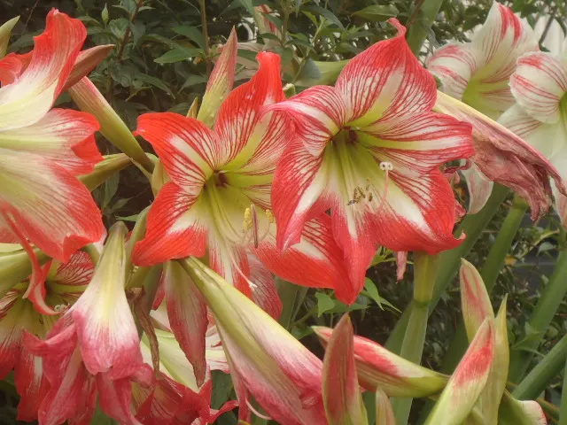 Naked Lady, Belladonna Lily (Amaryllis Belladonna) — This plant is drought-tolerant once established