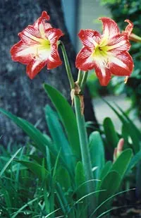 Naked Lady, Belladonna Lily (Amaryllis Belladonna) — Poisonous if ingested; handle with care