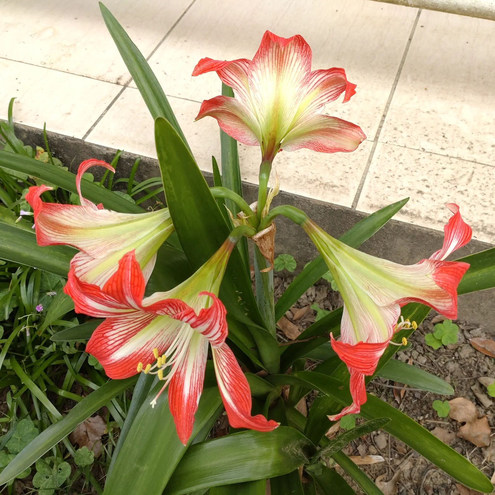 Naked Lady, Belladonna Lily (Amaryllis Belladonna) — bulb with multi-colored and pink blooms