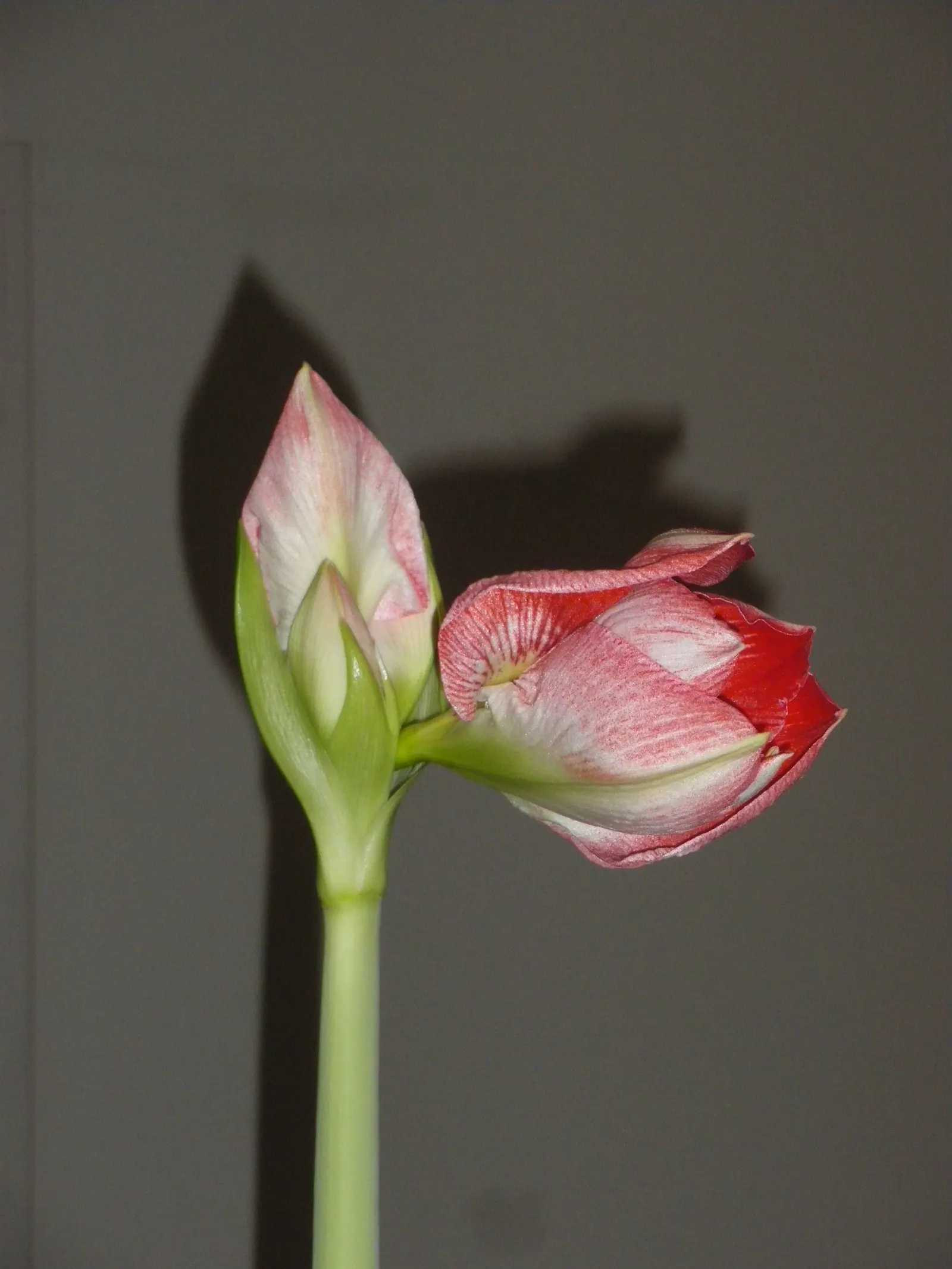 Naked Lady, Belladonna Lily (Amaryllis Belladonna) — This plant is drought-tolerant once established; or as a stand-alone specimen