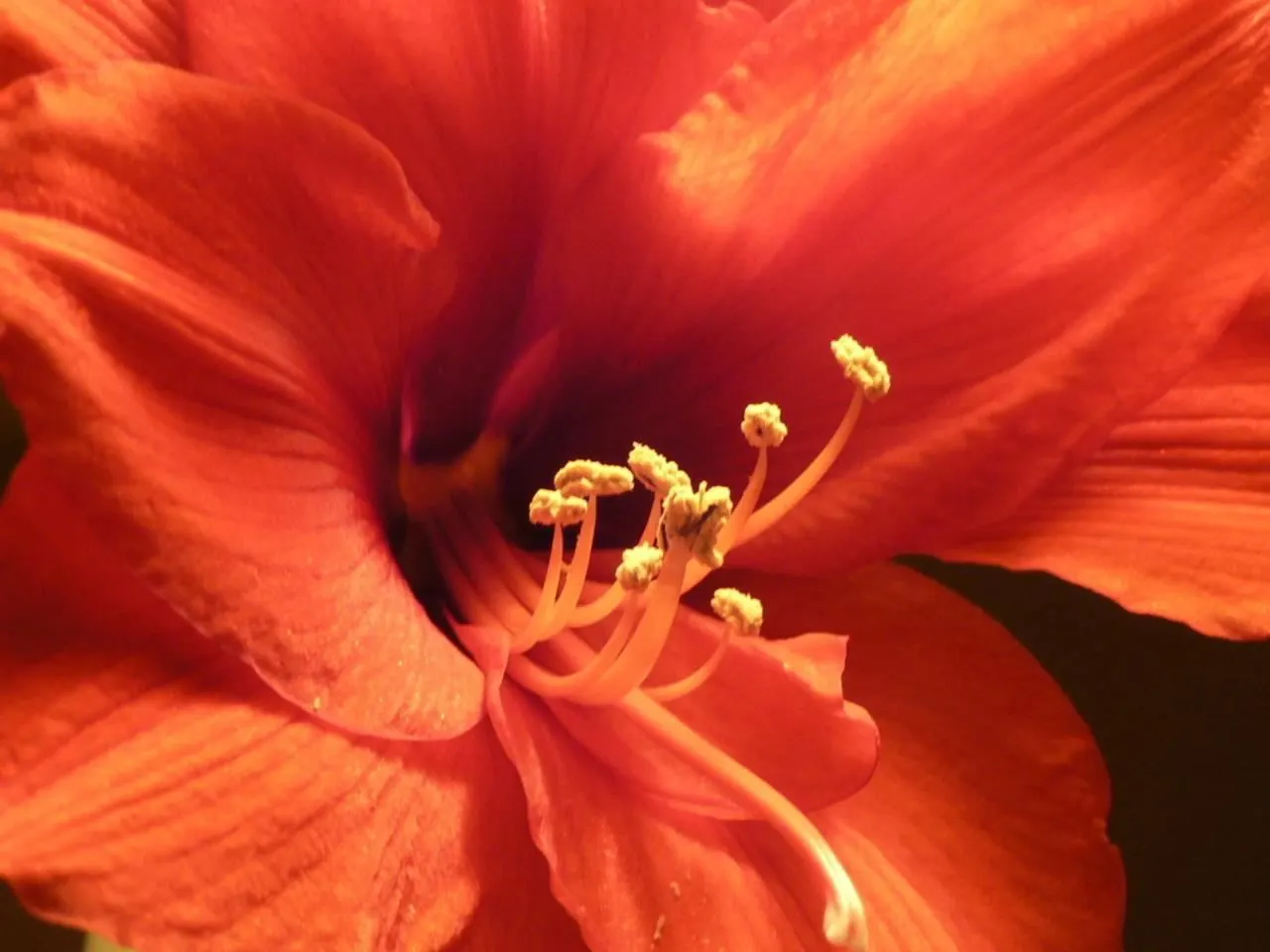 Naked Lady, Belladonna Lily (Amaryllis Belladonna) — The Amaryllis belladonna, commonly called Naked Lady or Belladonna Lily, is a perennial bulbous plant