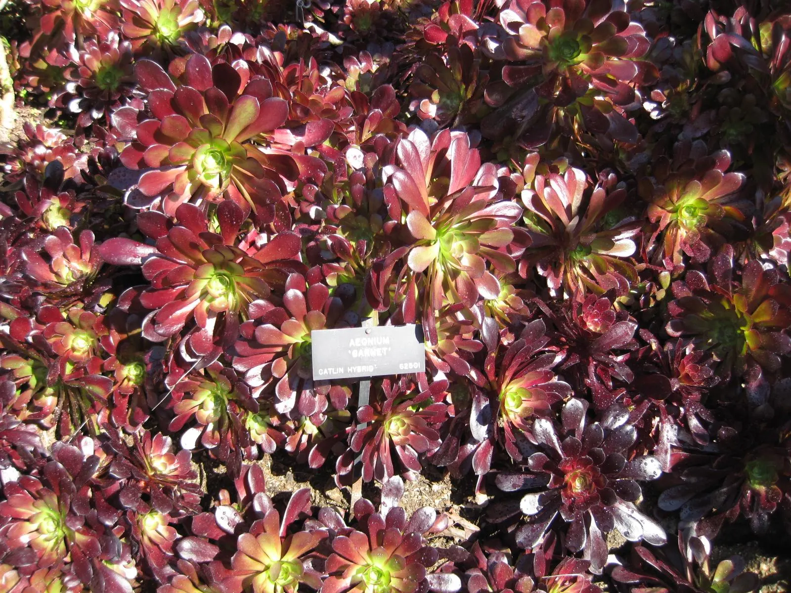 Garnet Aeonium (Aeonium 'Garnet') — This low-maintenance plant thrives in USDA zones 9-11