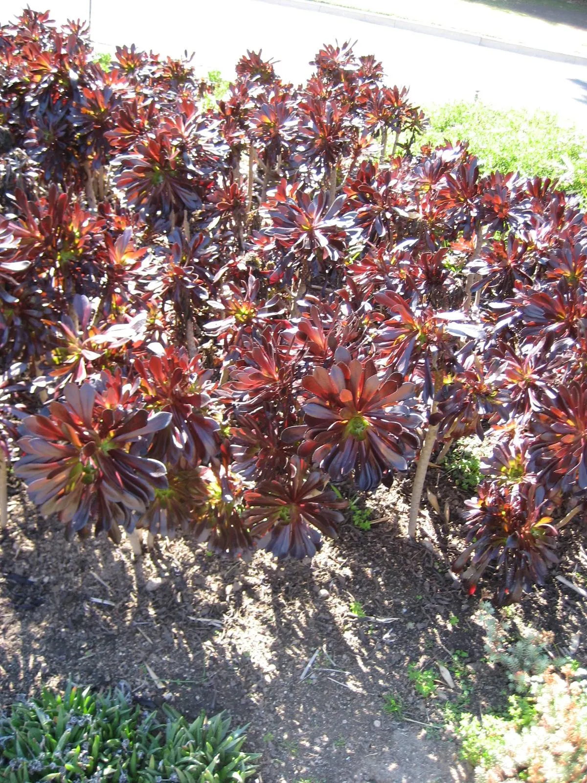 Garnet Aeonium (Aeonium 'Garnet') — pointed leaves in a radiant blend of deep burgundy and green hues