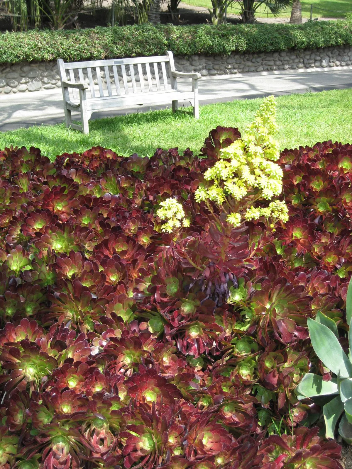 Garnet Aeonium (Aeonium 'Garnet') — and requires full sun to partial shade