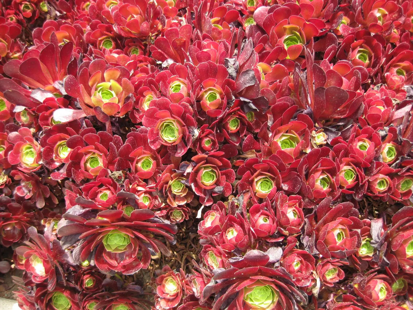 Garnet Aeonium (Aeonium 'Garnet') — Aeonium 'Garnet' is a striking succulent forming rosettes with fleshy