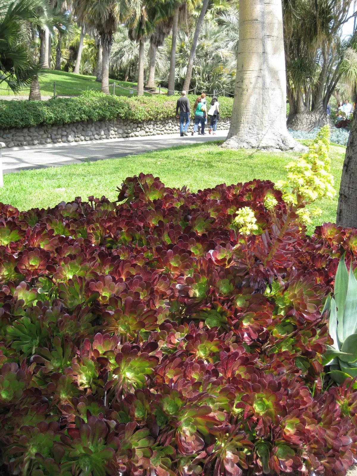 Garnet Aeonium (Aeonium 'Garnet') — prefers well-drained soil