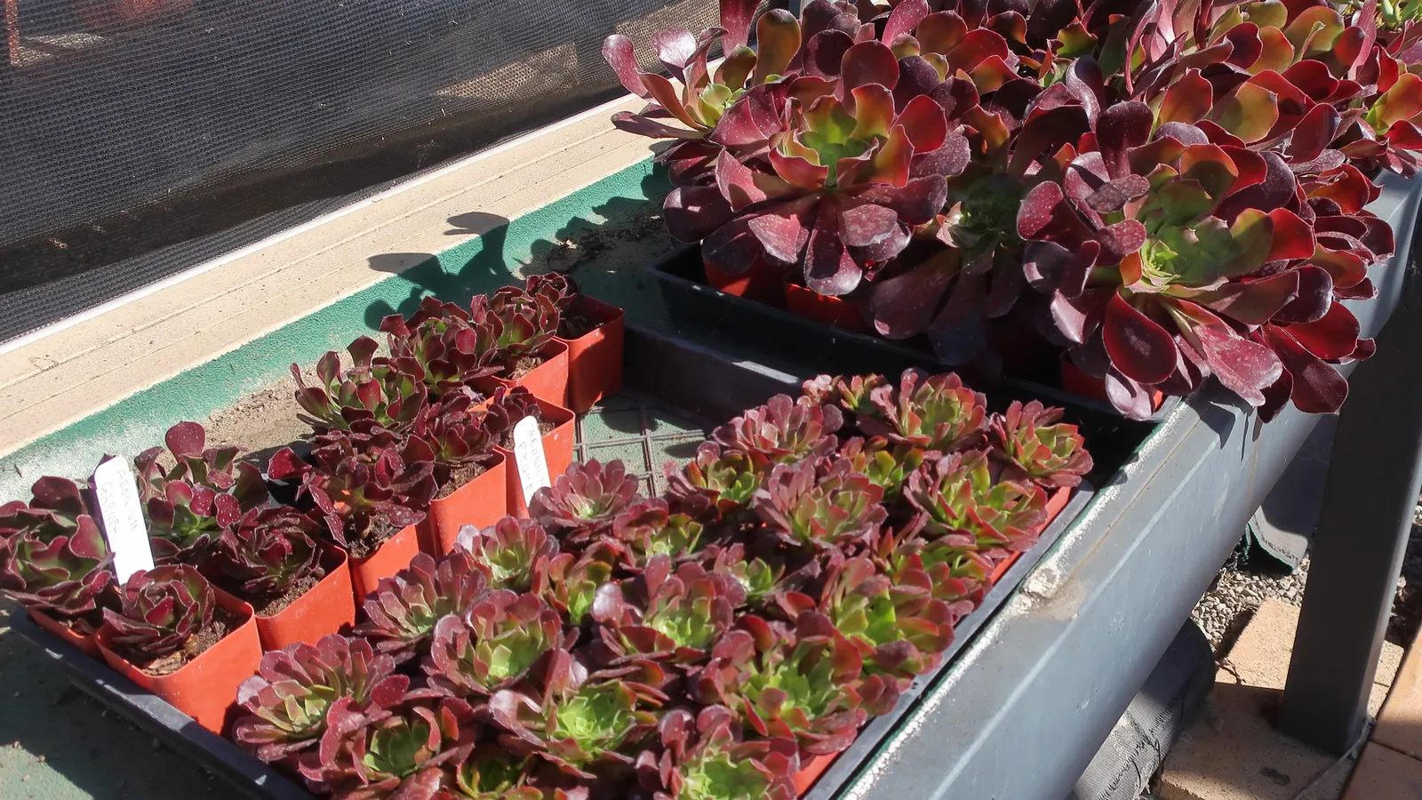 Garnet Aeonium (Aeonium 'Garnet') — It reaches up to 24 inches in height and spreads up to 18 inches