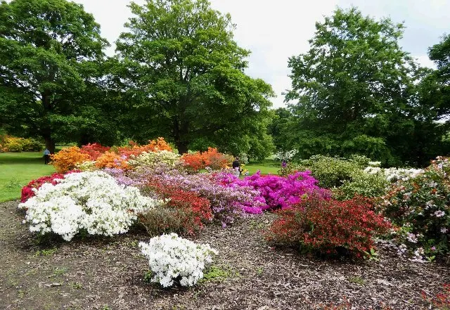 Temple of Bloom® Seven-Son Flower (Heptacodium miconioides) — The Heptacodium miconioides is a deciduous small tree with deep green