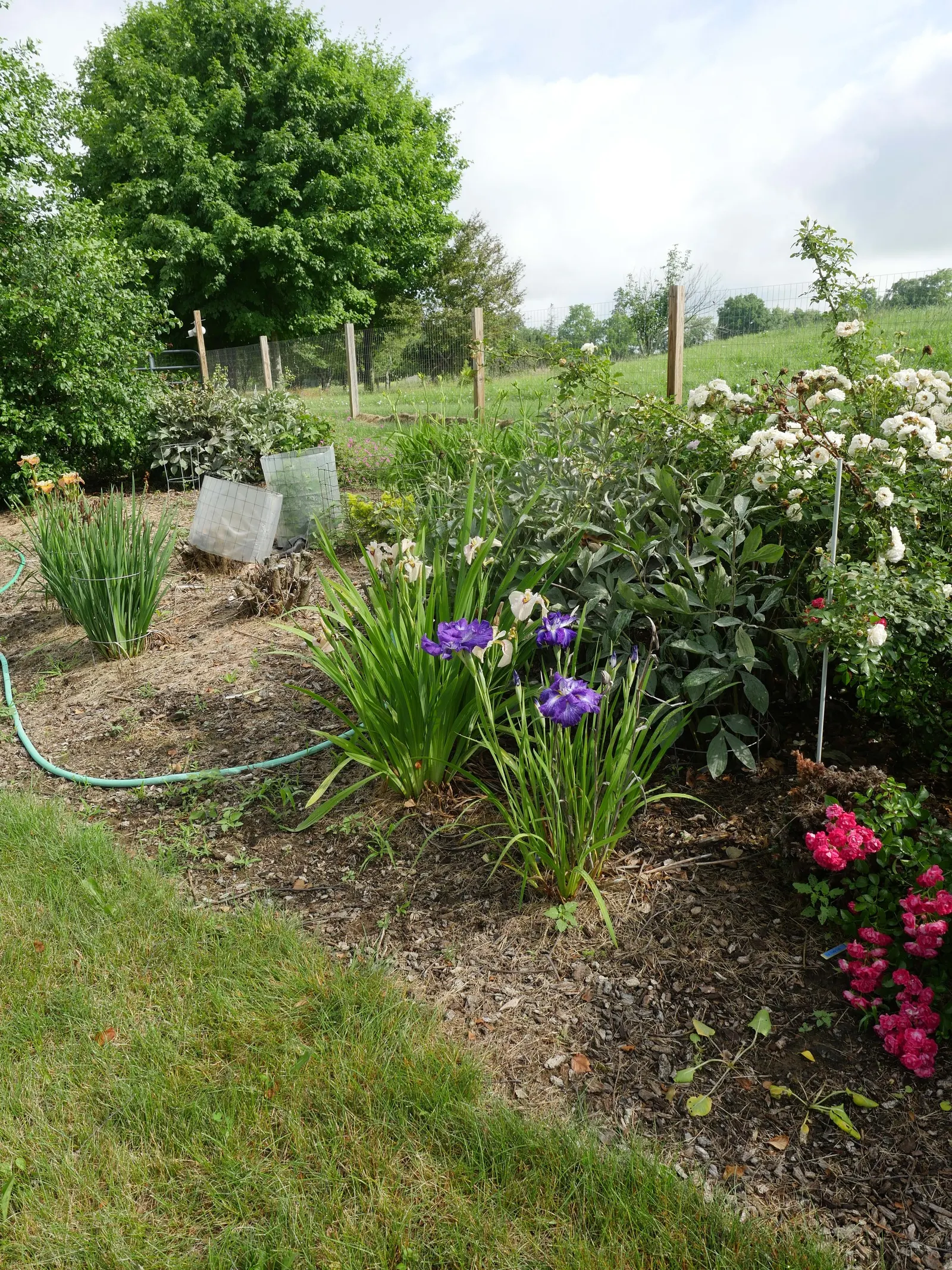 Temple of Bloom® Seven-Son Flower (Heptacodium miconioides) — deep green leaves marked by pronounced veining and elongated