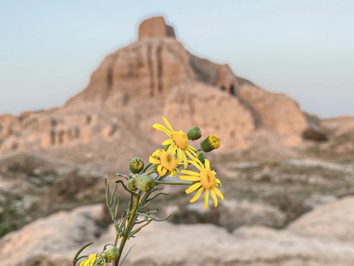 Temple of Bloom® Seven-Son Flower (Heptacodium miconioides) — Part of the Proven Winners® collection