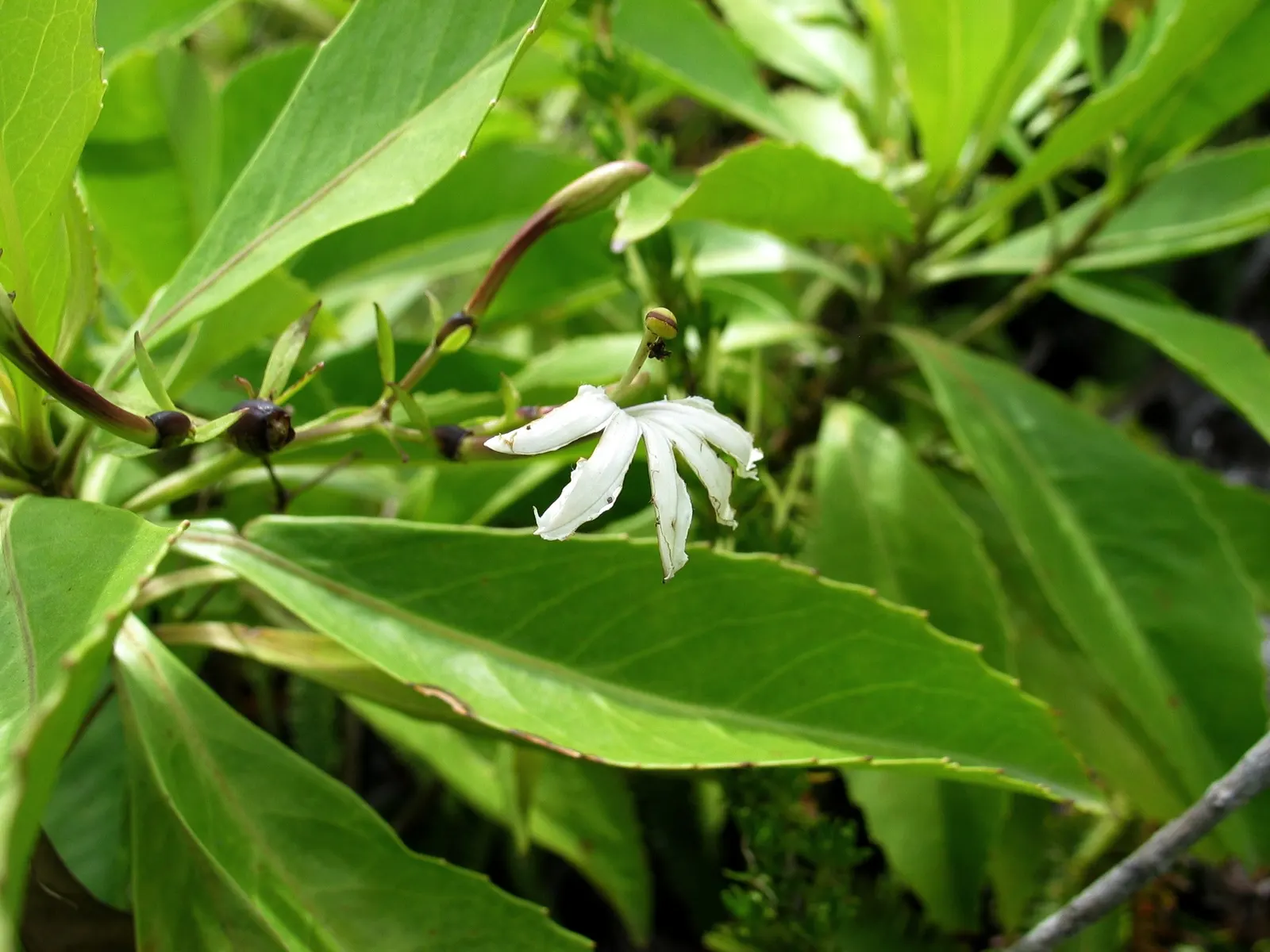 Temple of Bloom® Seven-Son Flower (Heptacodium miconioides) — well-drained soil and regular moisture