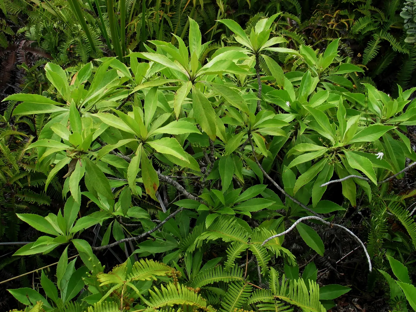 Temple of Bloom® Seven-Son Flower (Heptacodium miconioides) — with light afternoon shade in hot climates