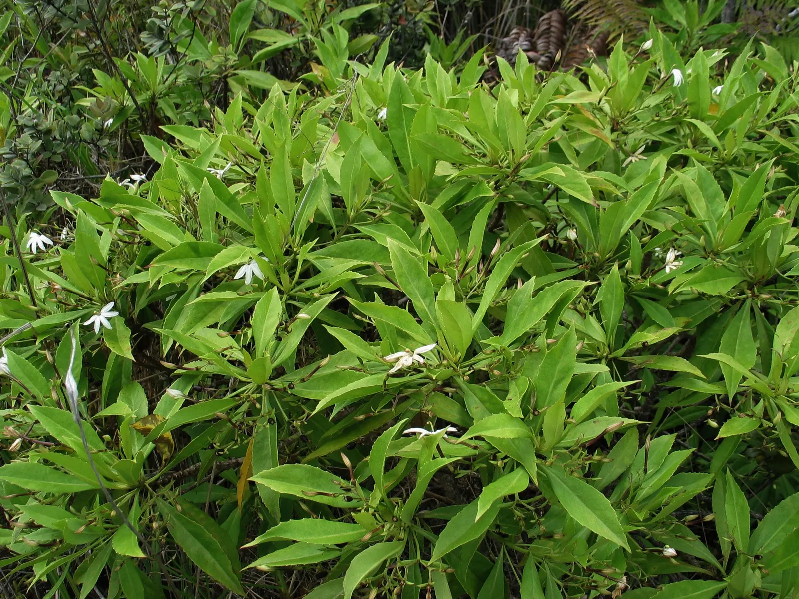 Temple of Bloom® Seven-Son Flower (Heptacodium miconioides) — fragrant white late-summer flowers