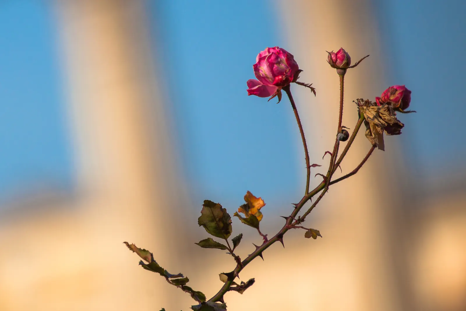Temple of Bloom® Seven-Son Flower (Heptacodium miconioides) — and peeling tan bark for winter interest