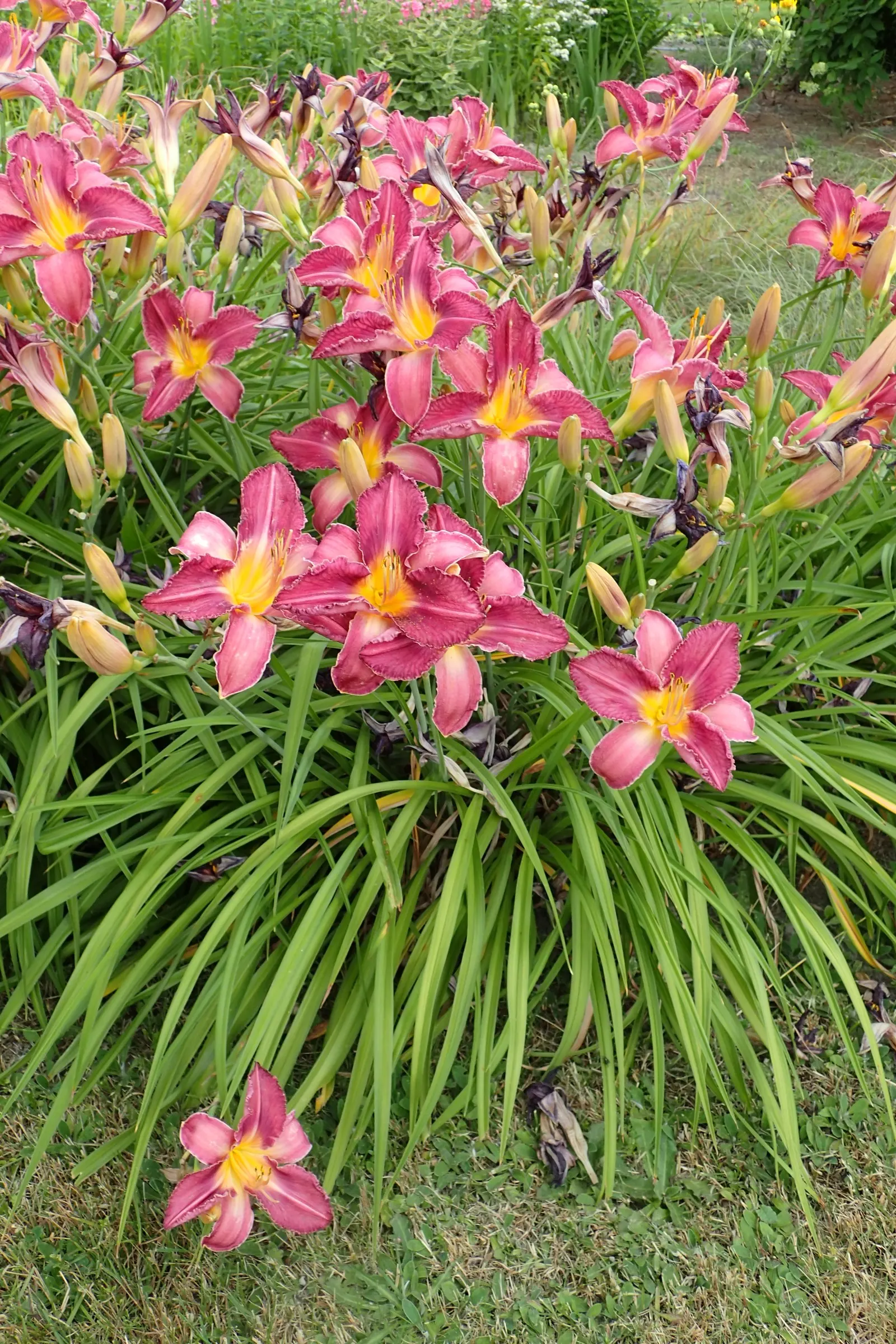 Judith Daylily (Hemerocallis 'Judith') — purple-berry blossoms with yellow-green throats