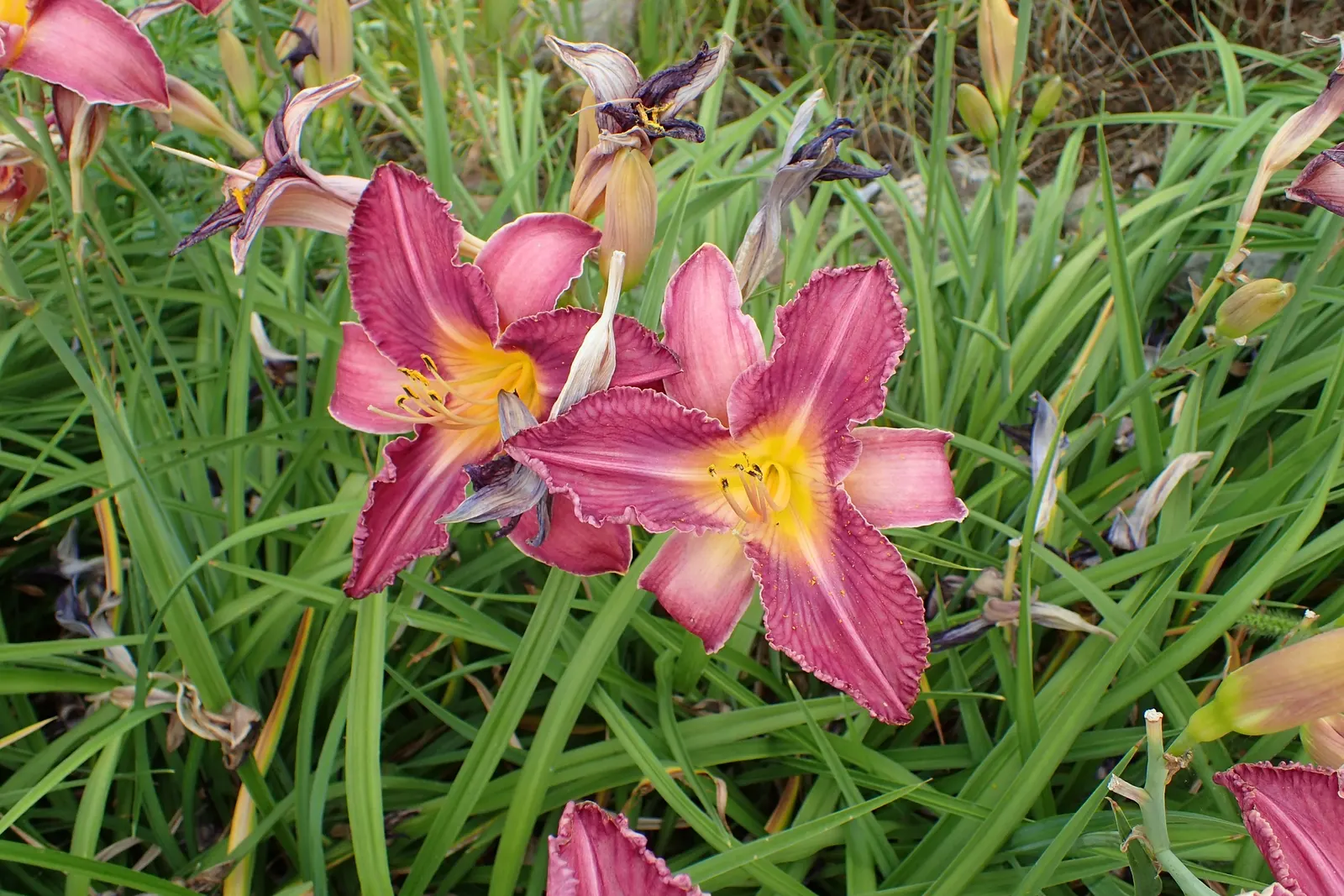 Judith Daylily (Hemerocallis 'Judith') — This hardy plant flourishes in USDA zones 3-9