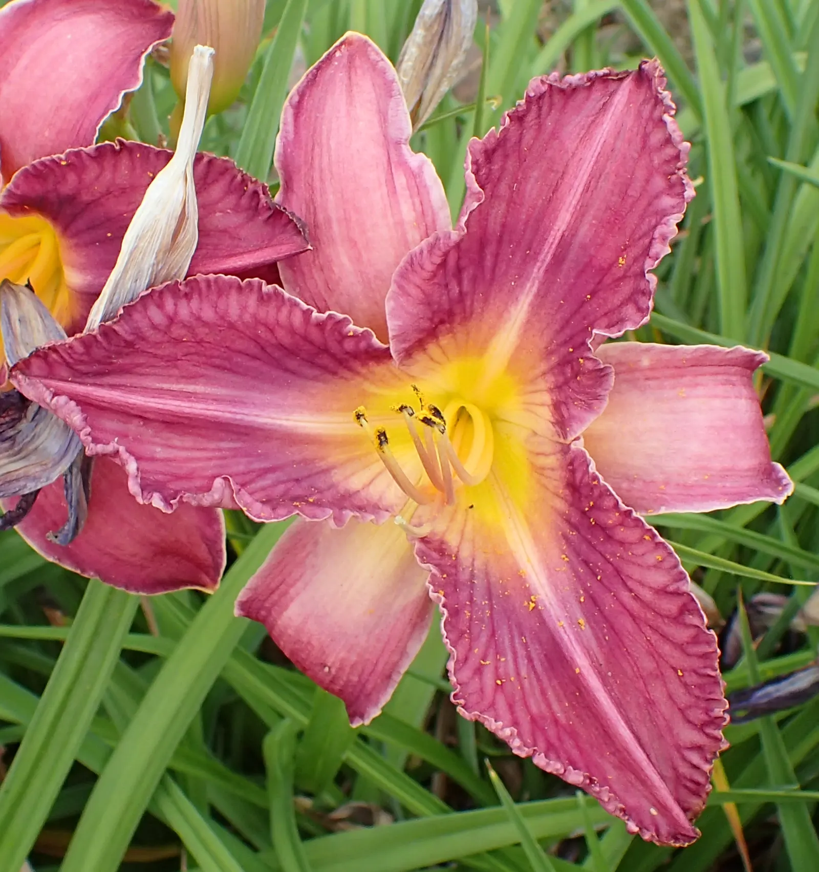 Judith Daylily (Hemerocallis 'Judith') — The Judith Daylily prefers full sun to light shade, offering a midsummer bloom