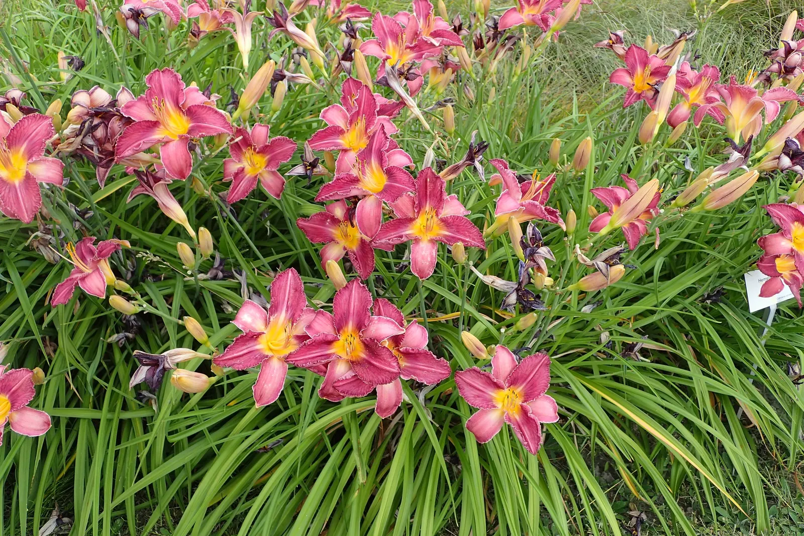 Judith Daylily (Hemerocallis 'Judith') — reaching a height of 24-26 inches and spreading 18-24 inches wide