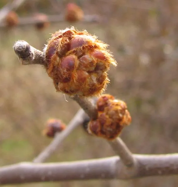 Slippery Elm (Ulmus Rubra) — Mature trees typically reach heights of 40 to 60 feet with a canopy spread of 30 to 50 feet