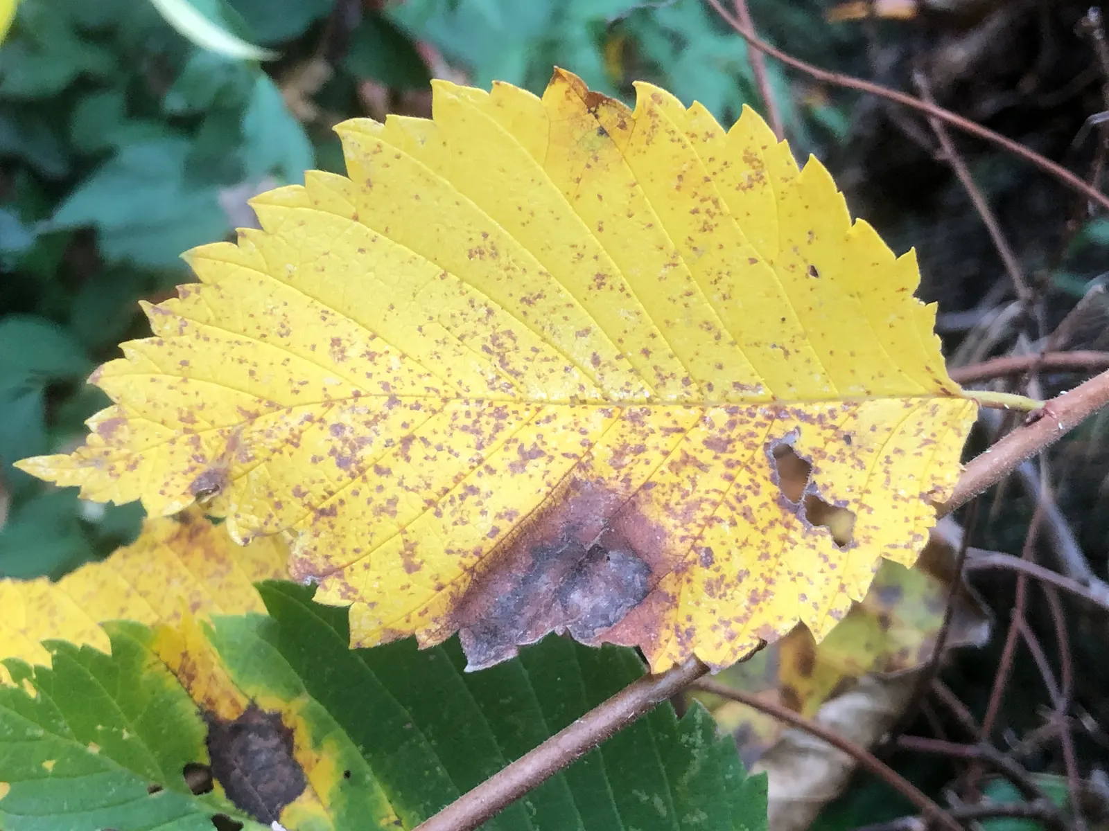 Slippery Elm (Ulmus Rubra) — preferring full sun to partial shade conditions