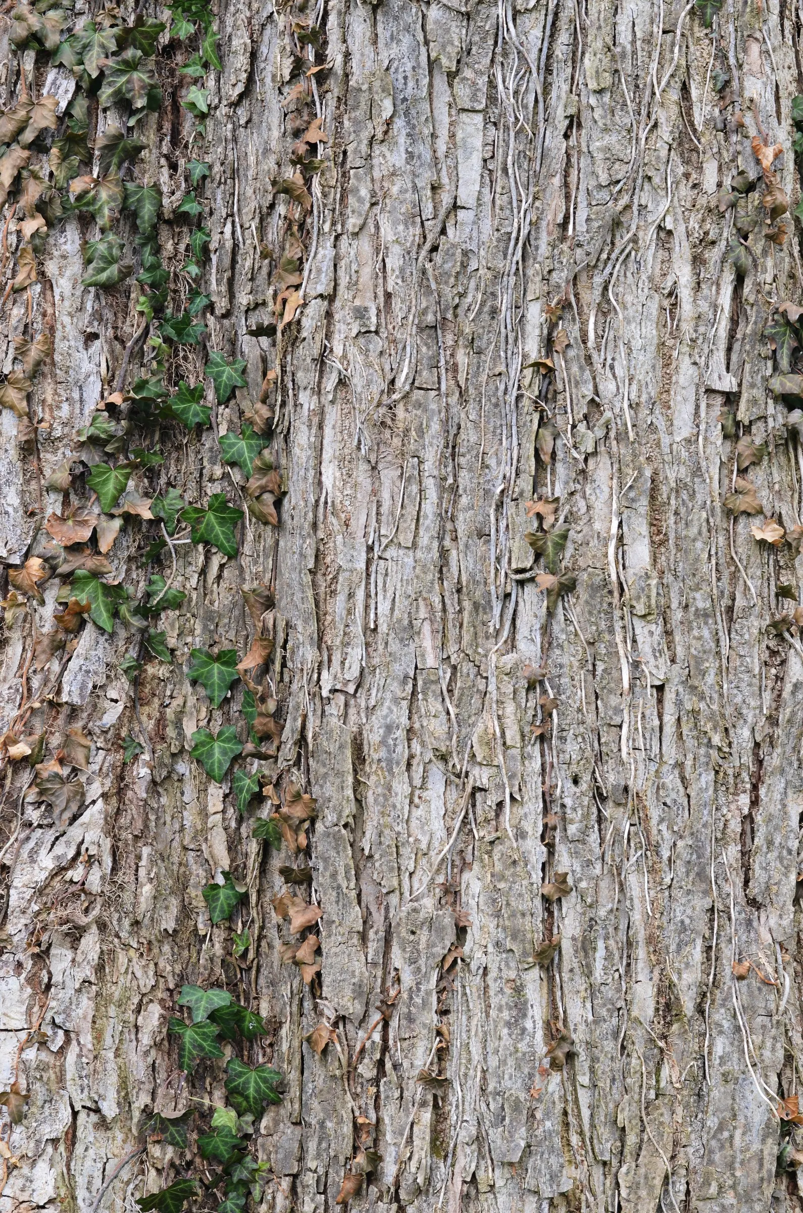 Slippery Elm (Ulmus Rubra) — It is not particular about soil type, although it does best in well-drained, moist soil
