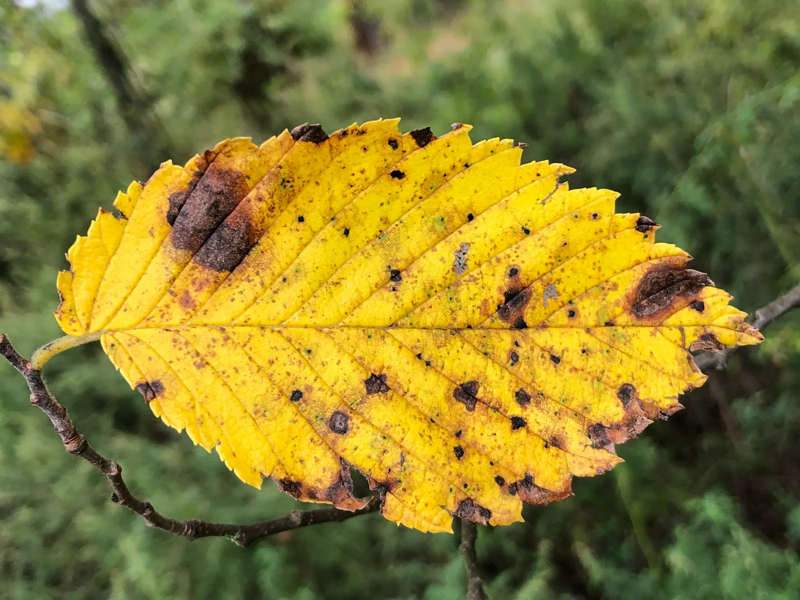 Slippery Elm (Ulmus Rubra) — offering substantial shade in garden spaces