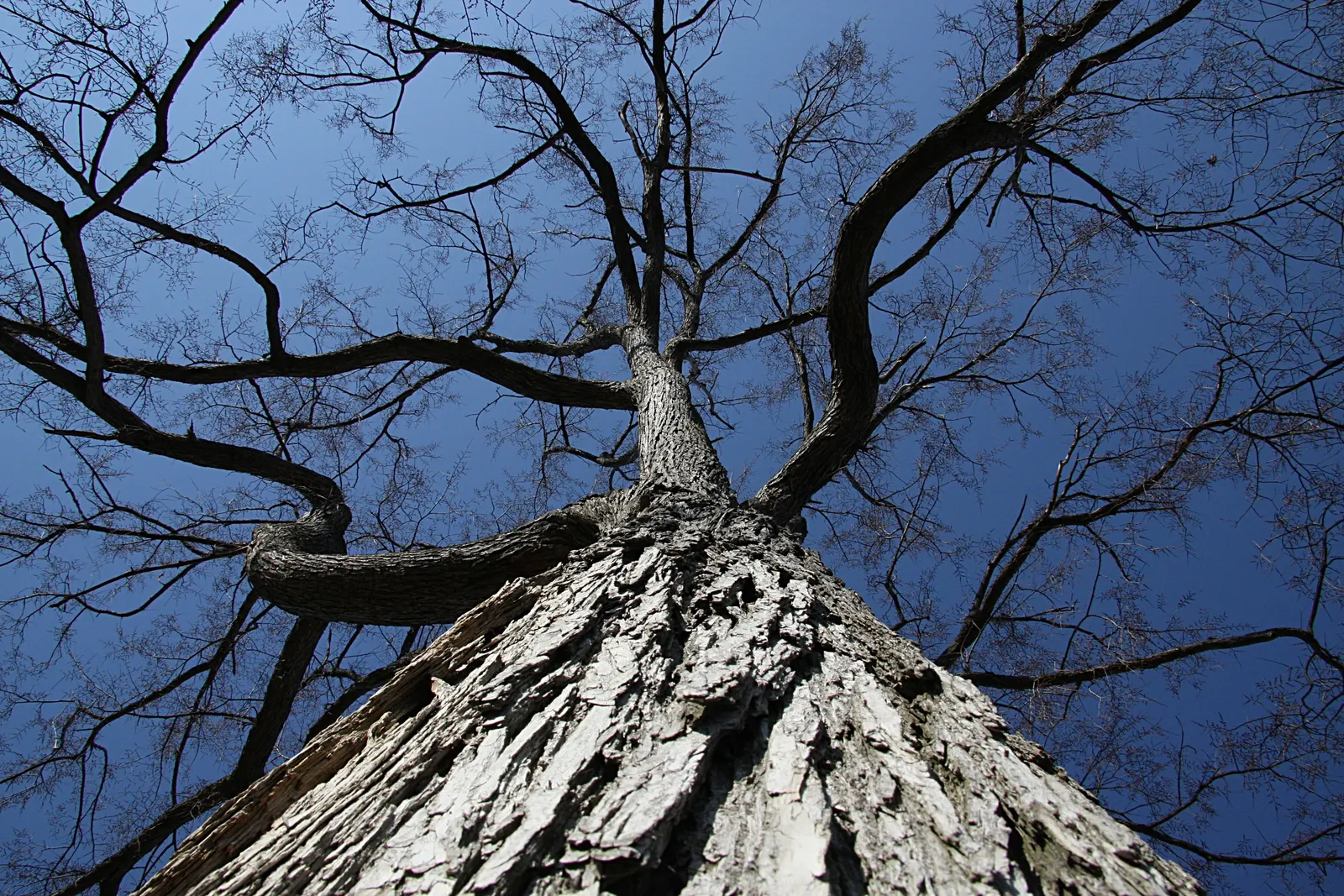 Slippery Elm (Ulmus Rubra) — providing foliage for butterfly larvae and seeds that are favored by various birds and small mammals