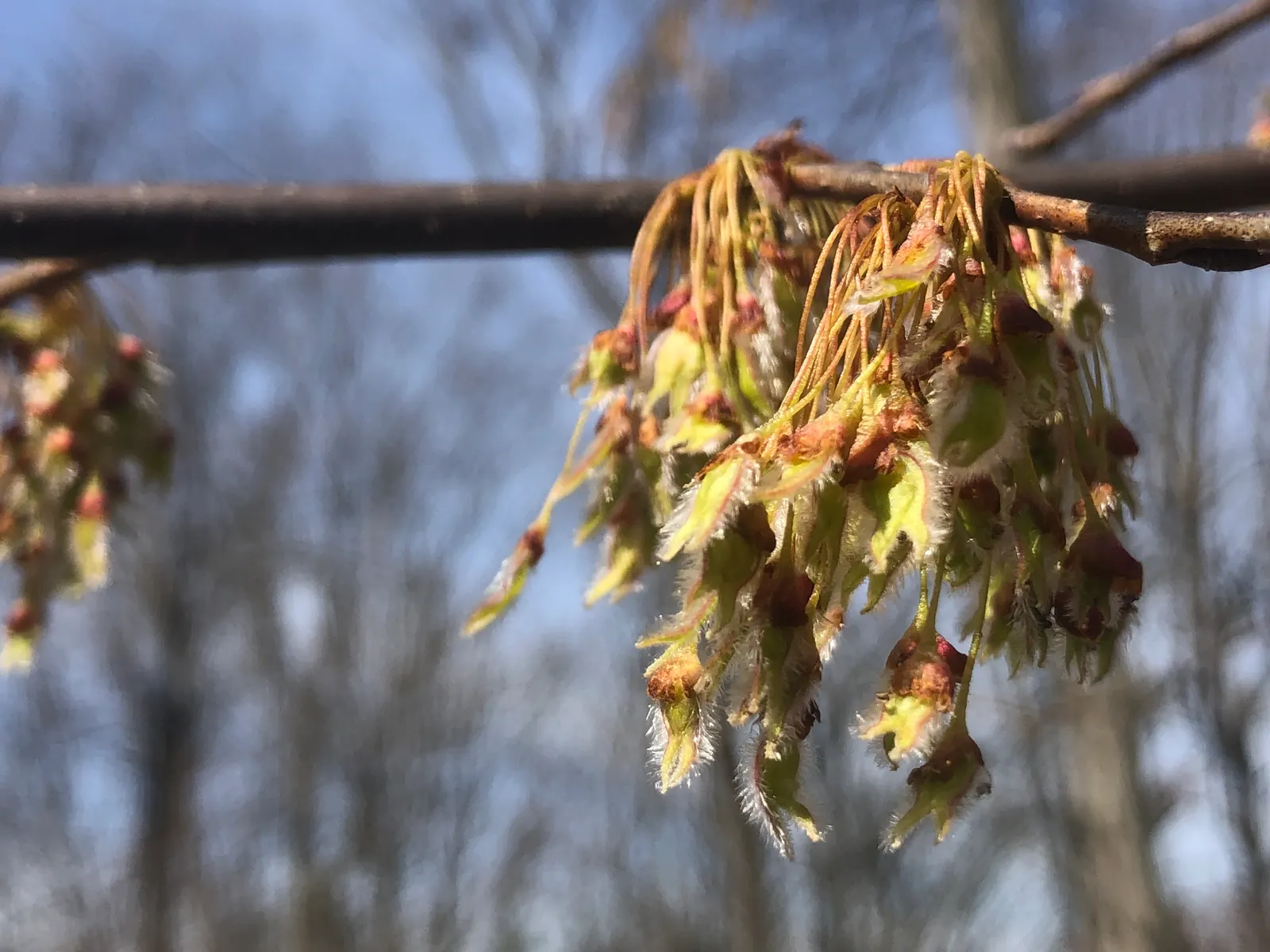 Slippery Elm (Ulmus Rubra) — scientifically referred to as Ulmus rubra