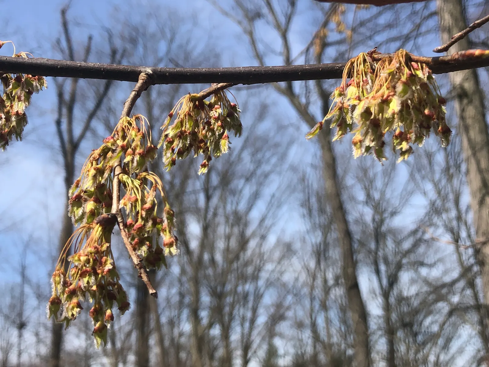 Slippery Elm (Ulmus Rubra) — tree for full