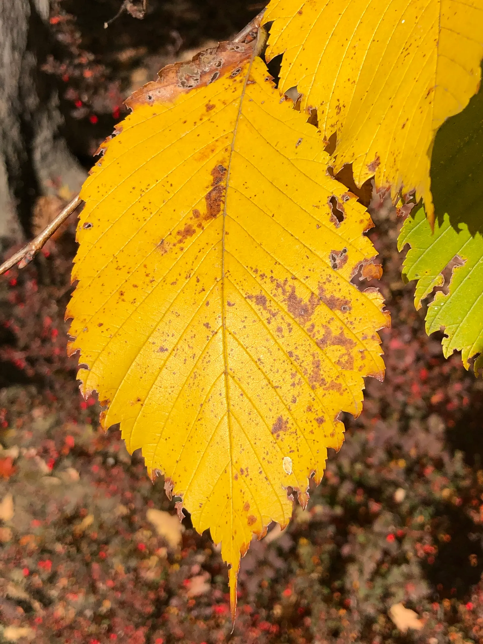Slippery Elm (Ulmus Rubra) — Its leaves are distinctive as well