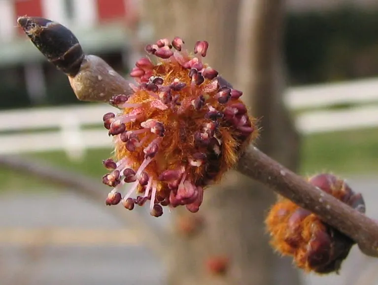 Slippery Elm (Ulmus Rubra) — adding texture and visual interest to the landscape throughout the year