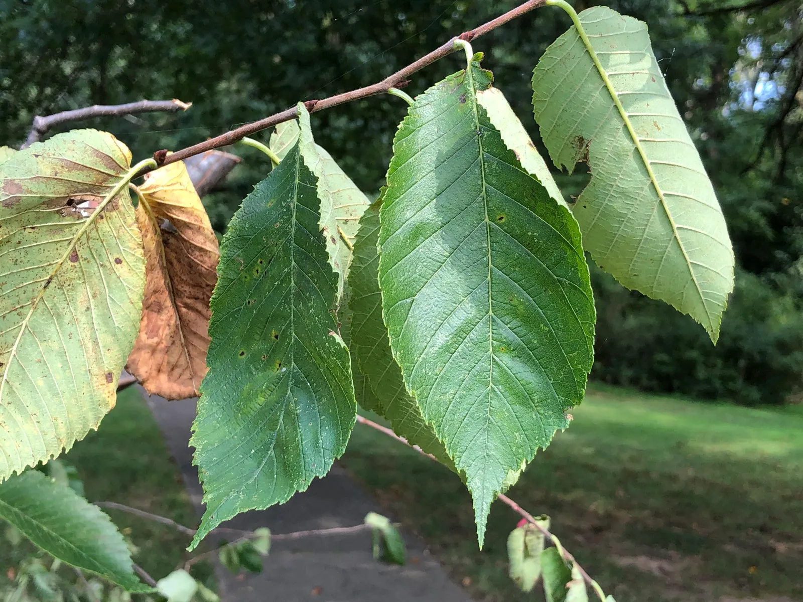 Slippery Elm (Ulmus Rubra) — tree with green and red blooms