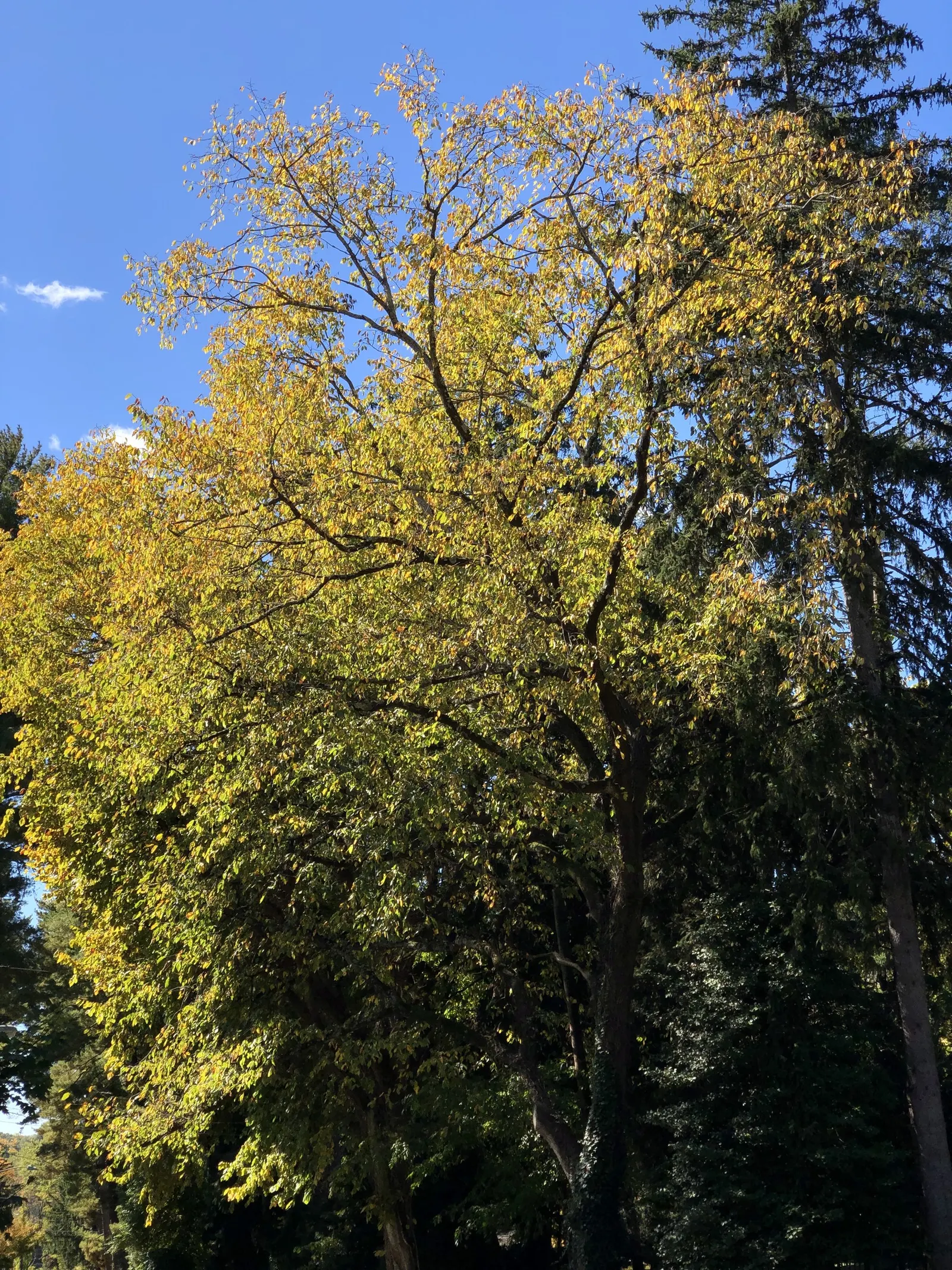 Slippery Elm (Ulmus Rubra) — such as Dutch elm disease