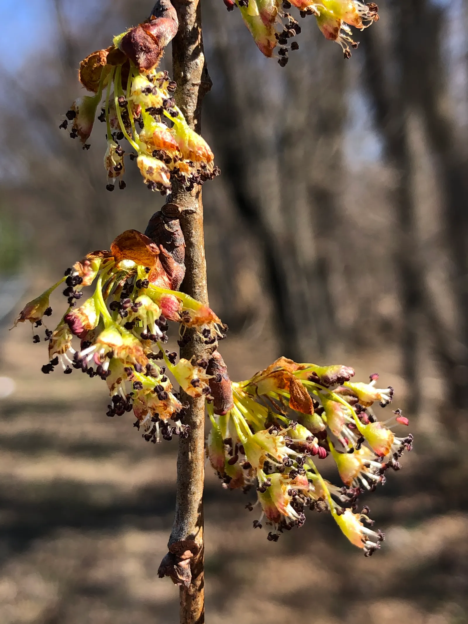 Slippery Elm (Ulmus Rubra) — well-draining soil and full sun to partial shade