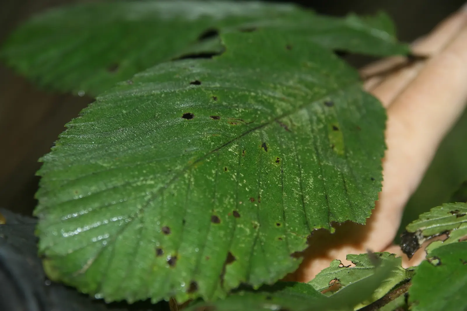 Slippery Elm (Ulmus Rubra) — is important for maintenance and care