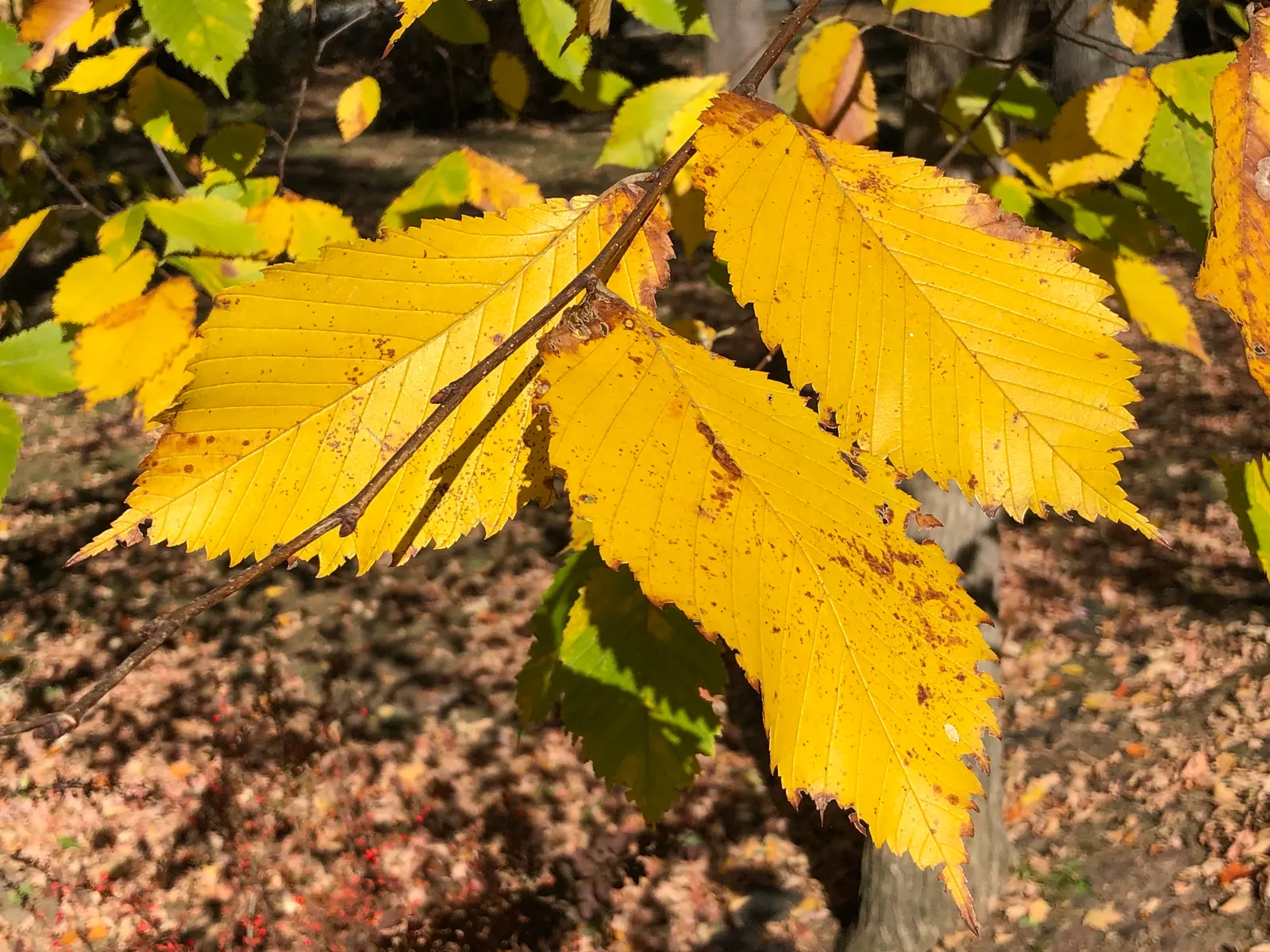 Slippery Elm (Ulmus Rubra) — When incorporating this tree into your landscape