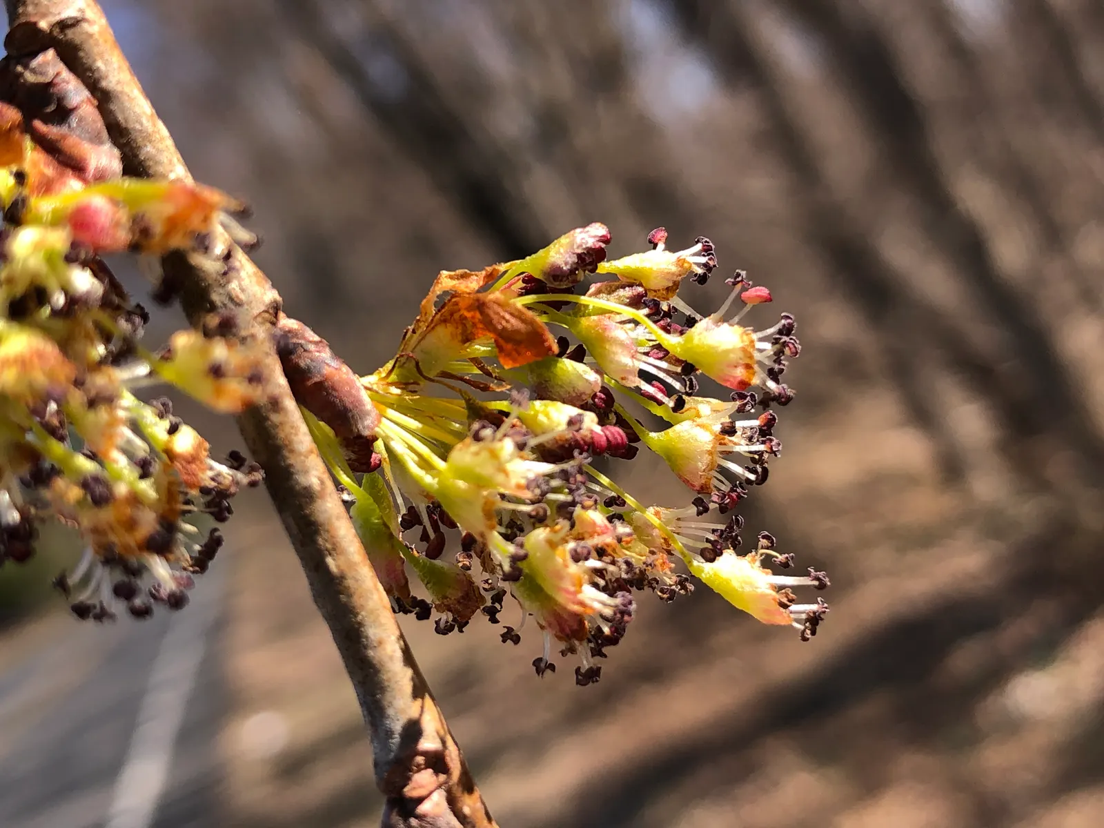 Slippery Elm (Ulmus Rubra) — commonly known as Slippery Elm; nurturing shade and ornamental interest, it reaches heights of 40‚Äì60 feet with a canopy spread