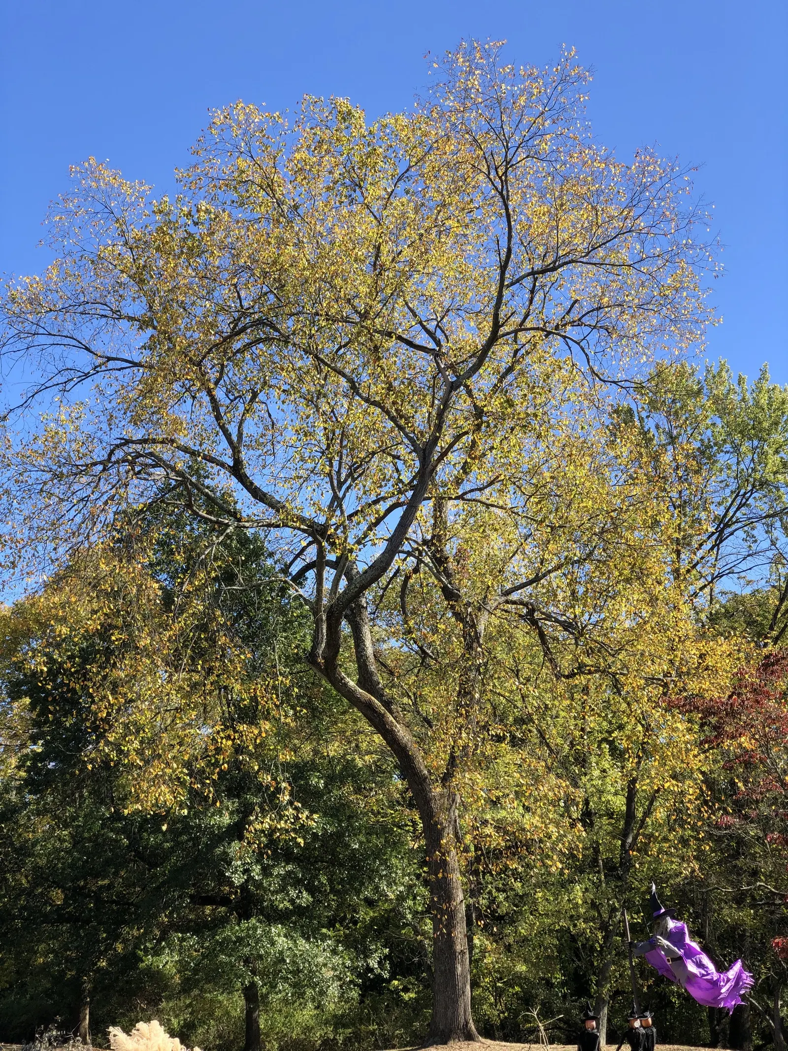 Slippery Elm (Ulmus Rubra) — but awareness of potential vulnerabilities