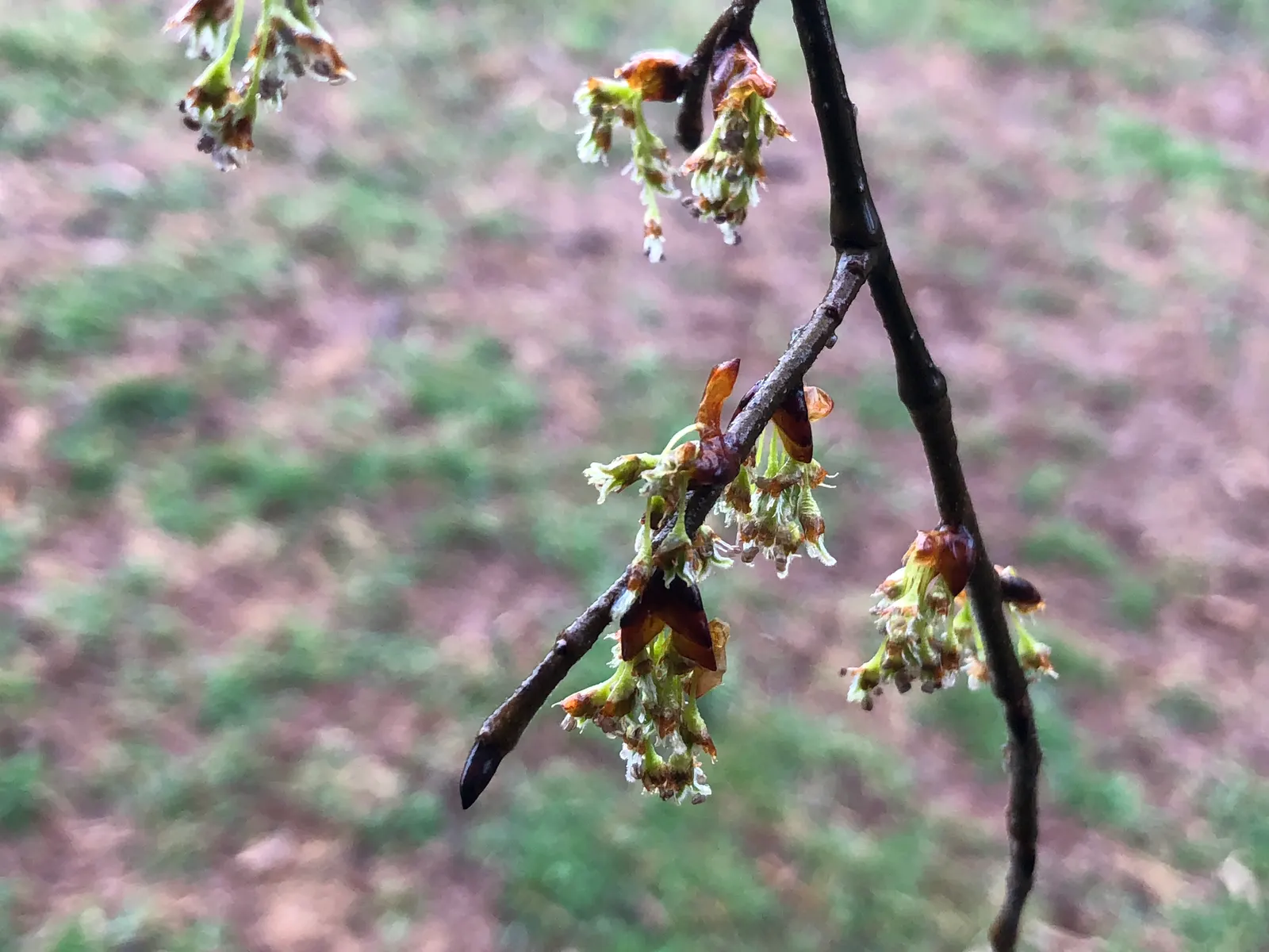 Slippery Elm (Ulmus Rubra) — which span up to 8 inches wide