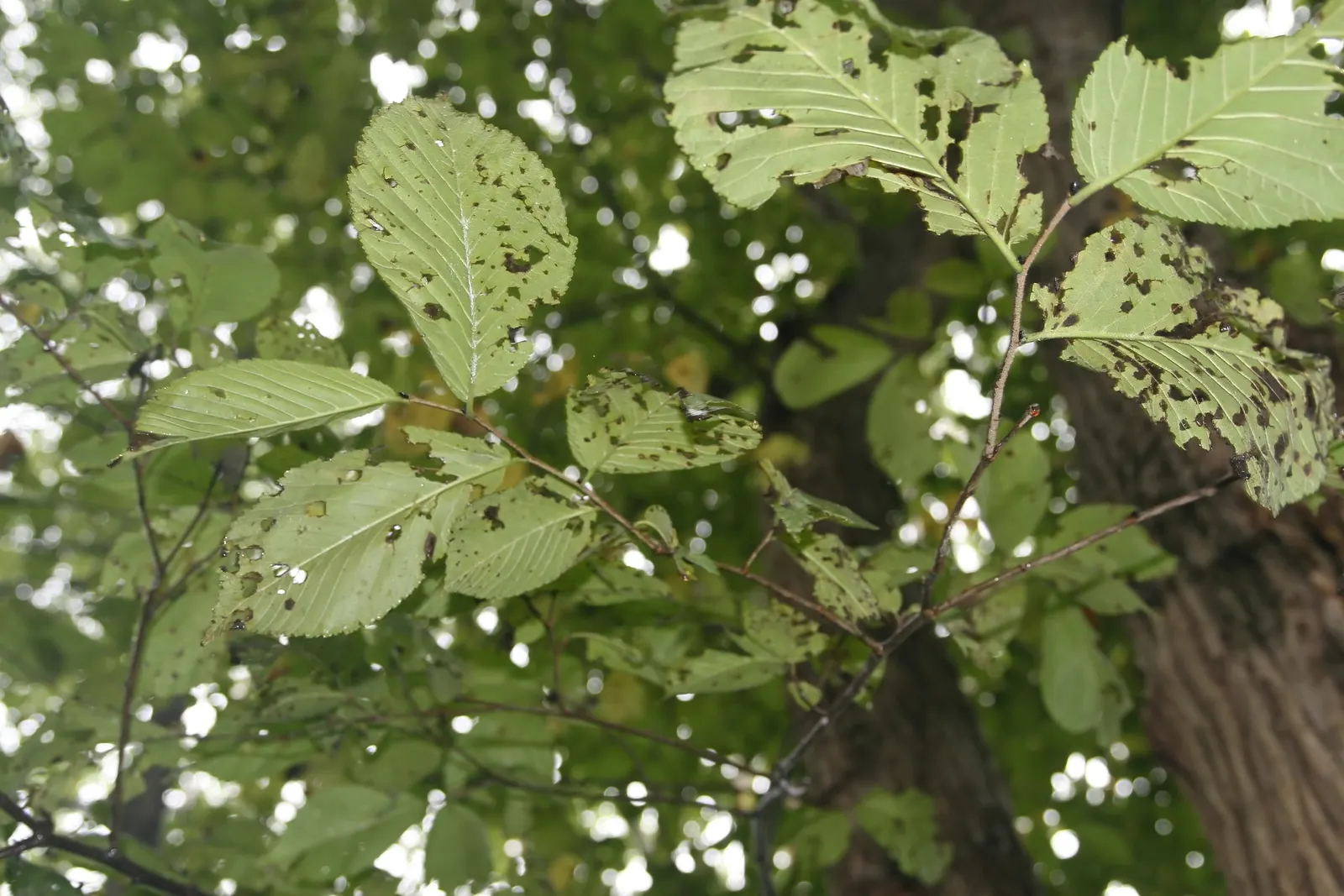Slippery Elm (Ulmus Rubra) — green and red flowers in the garden