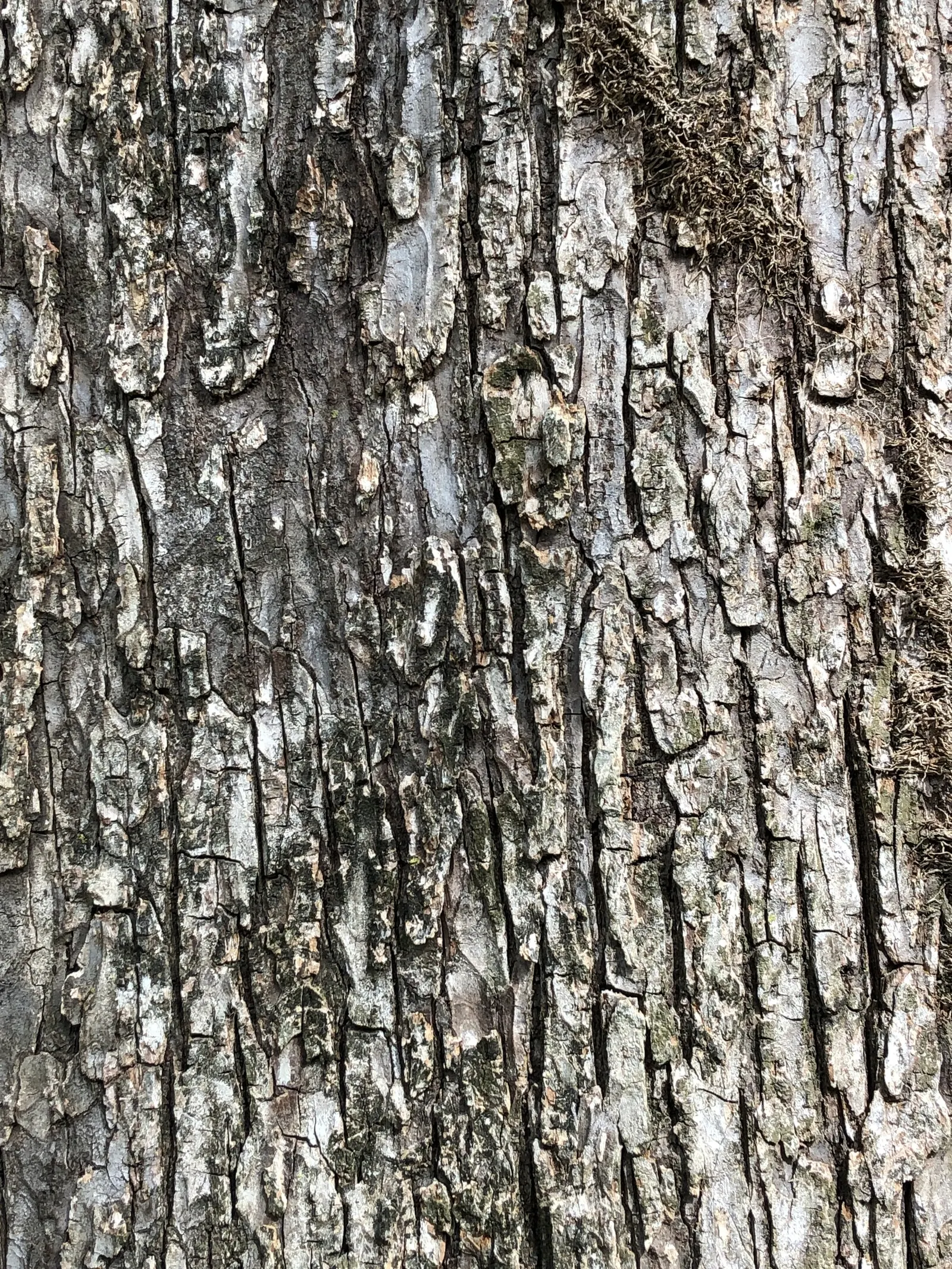 Slippery Elm (Ulmus Rubra) — is a deciduous tree noted for its heart-shaped